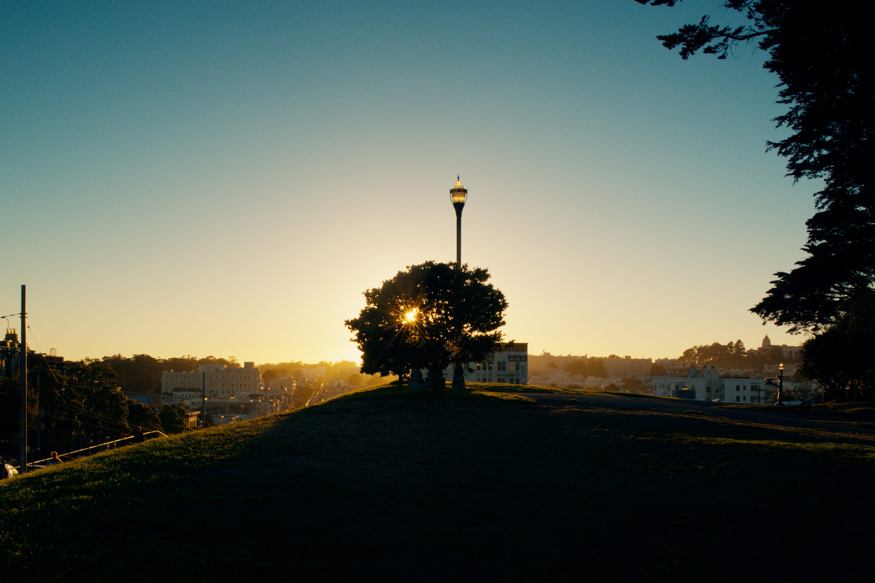 A lone tree at sunset in Alamo Square Park — San Francisco, CA
