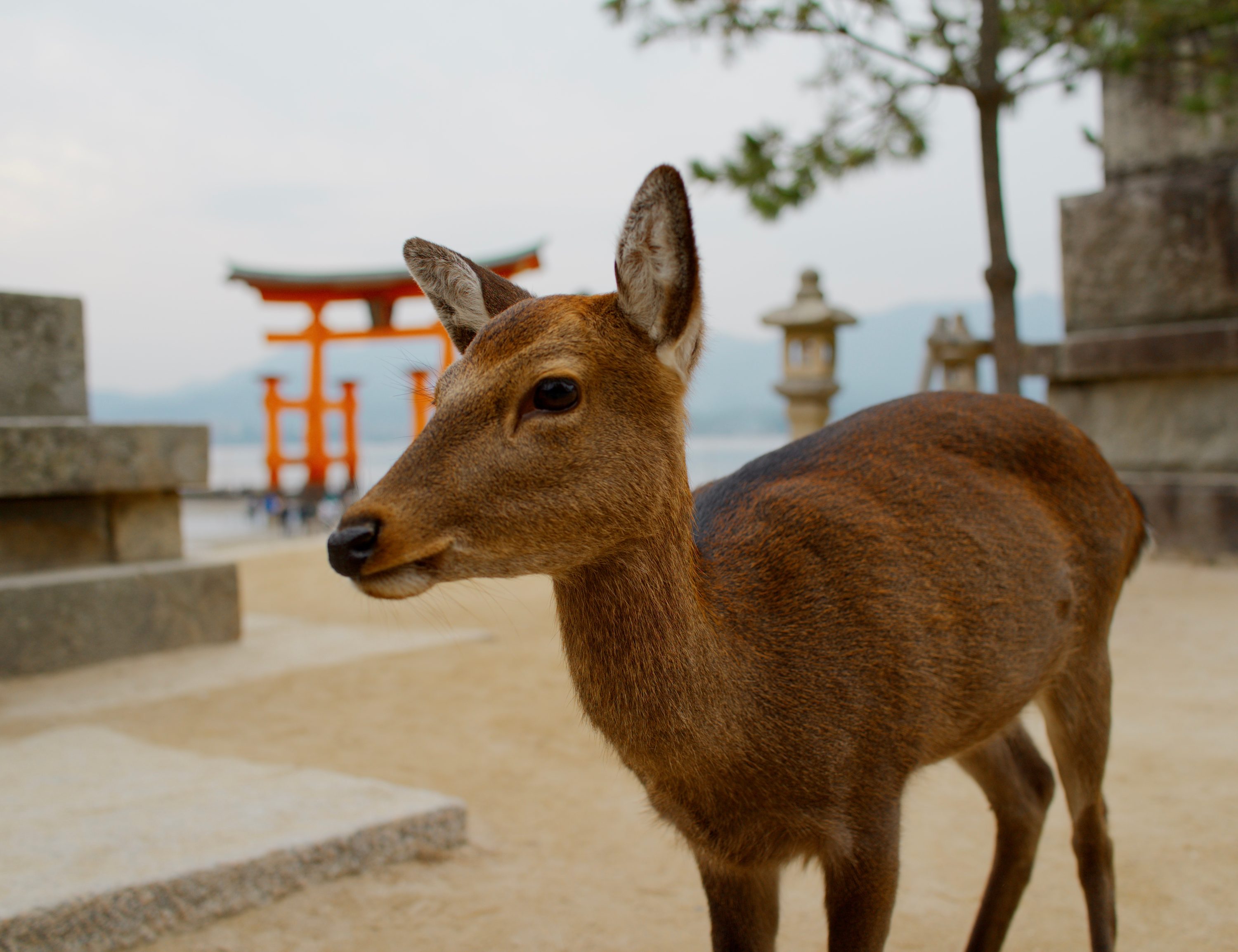Itsukushima island (Miyajima) in Hiroshima Bay. — Japan