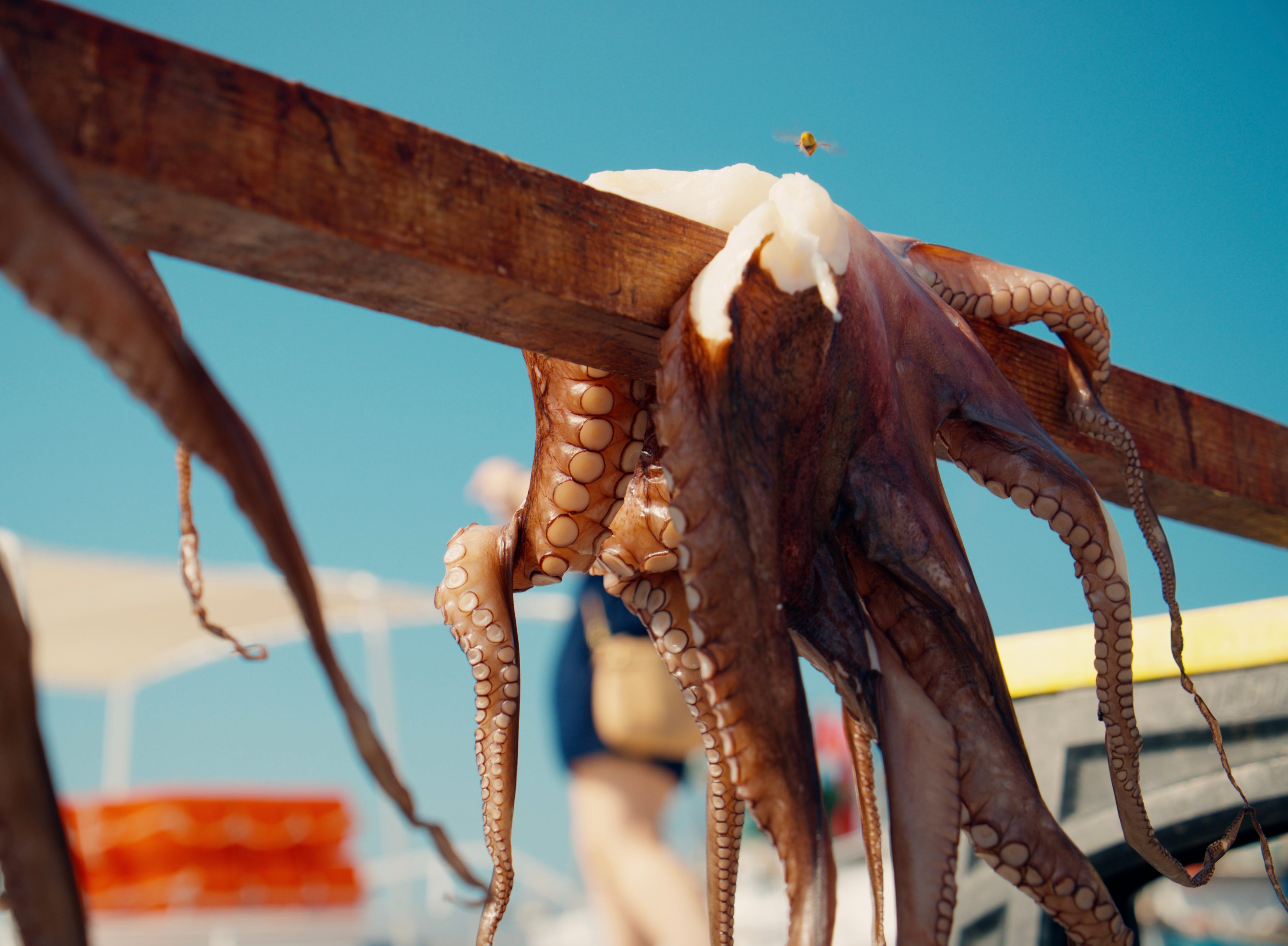 Octopus drying in the sun in Greece