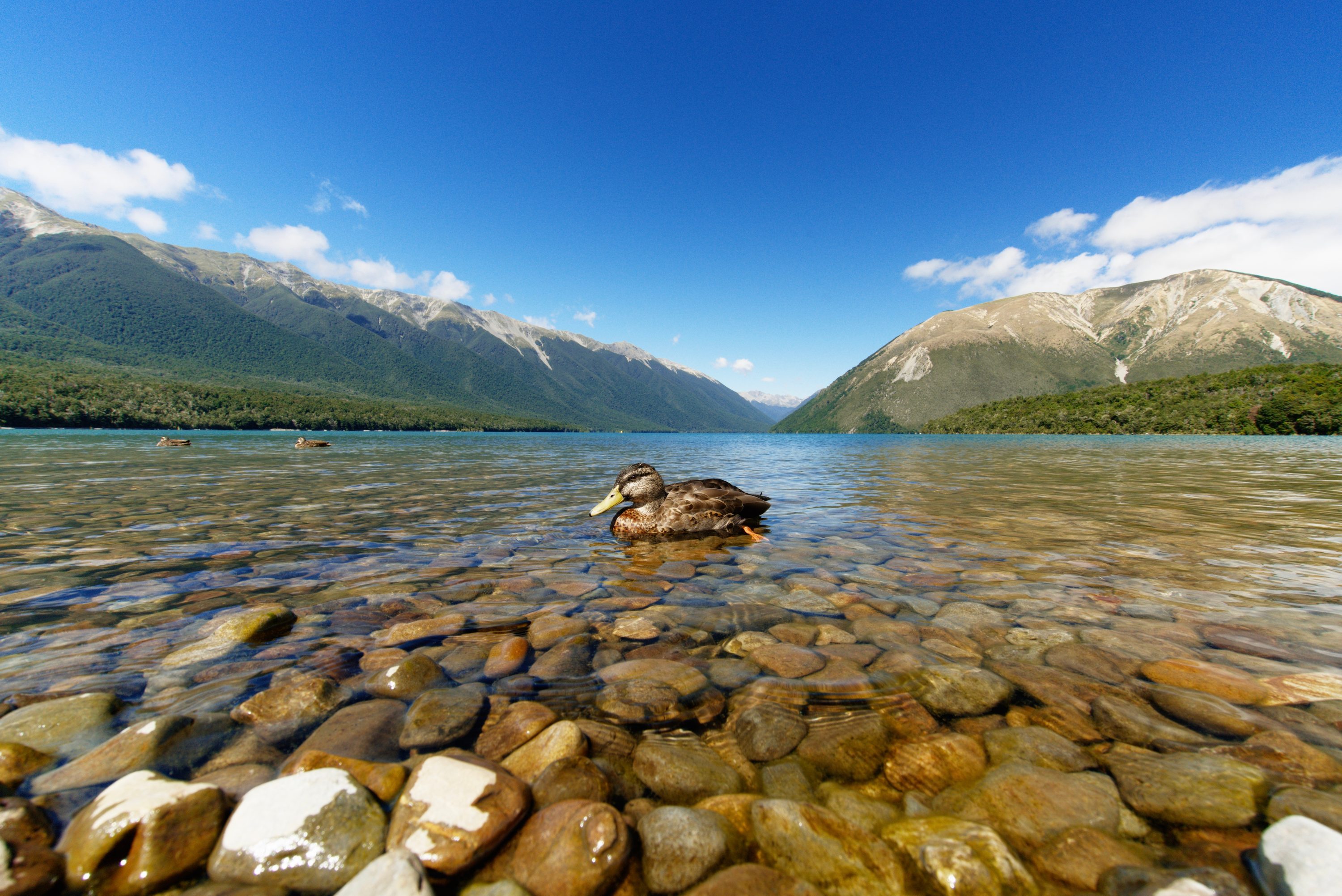 Nelson Lakes National Park, South Island, New Zealand