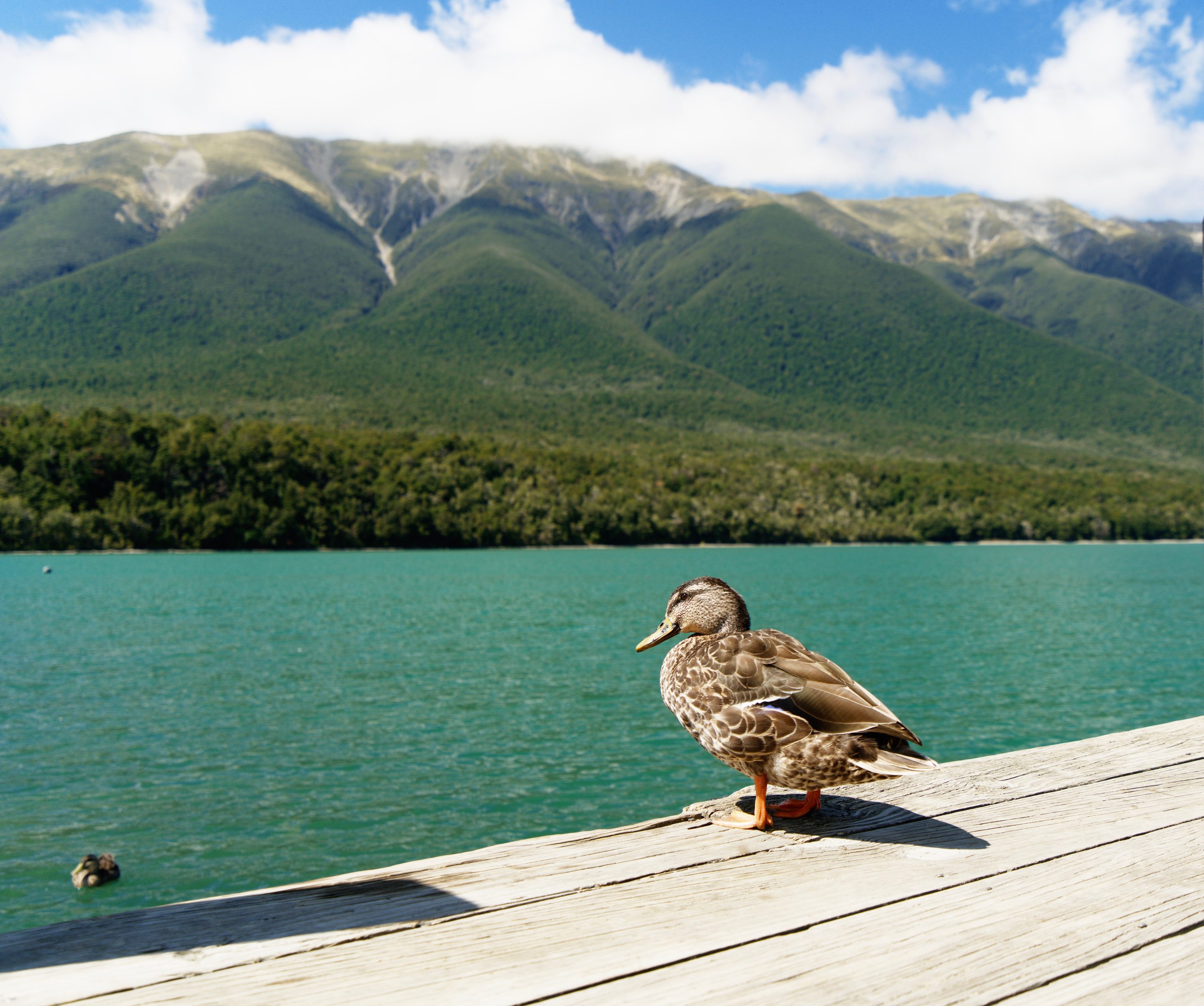 Nelson Lakes National Park, South Island, New Zealand