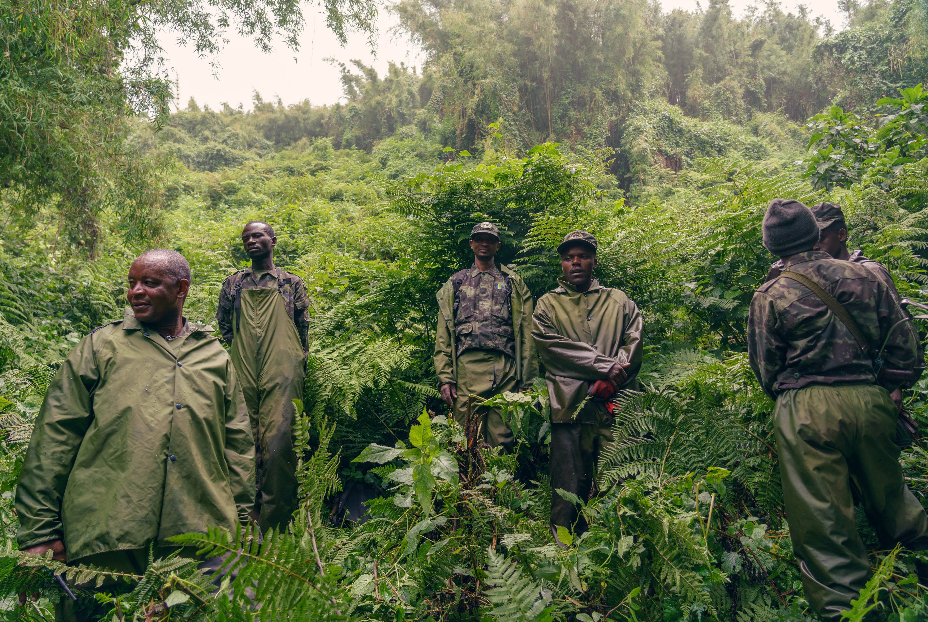 Gorilla trekking in Volcanoes National Park — Rwanda