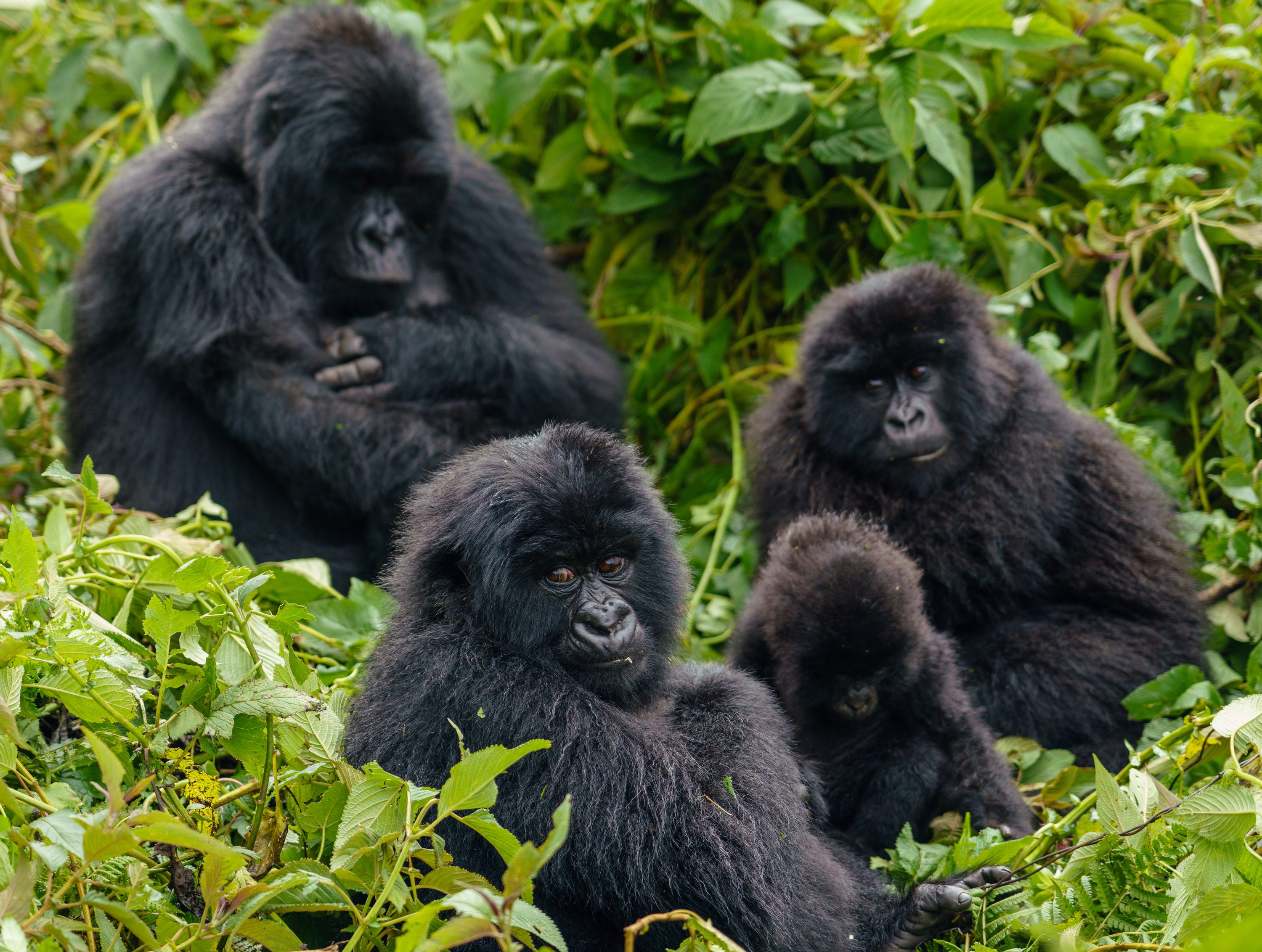 Gorilla trekking in Volcanoes National Park — Rwanda