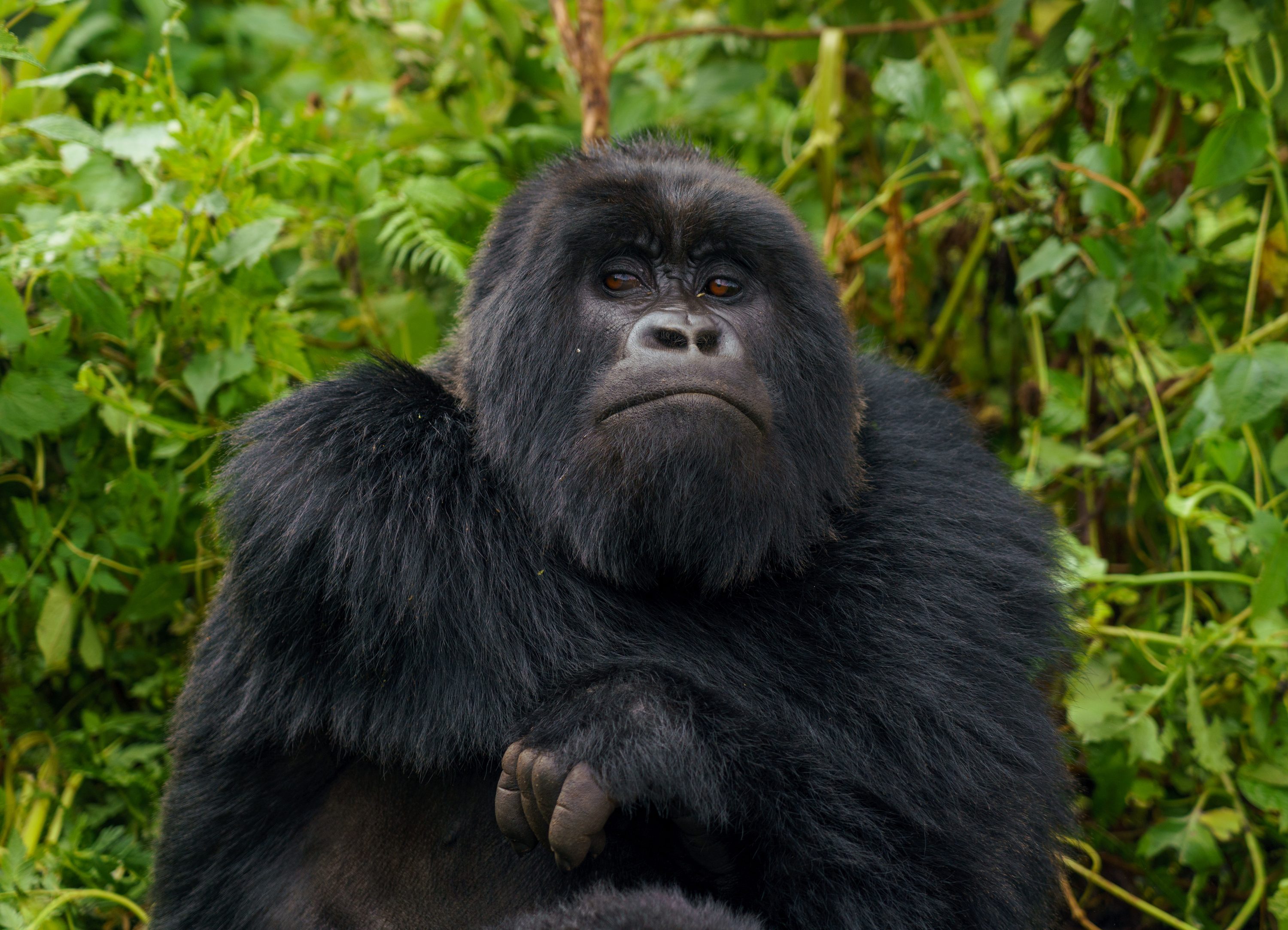 Gorilla trekking in Volcanoes National Park — Rwanda
