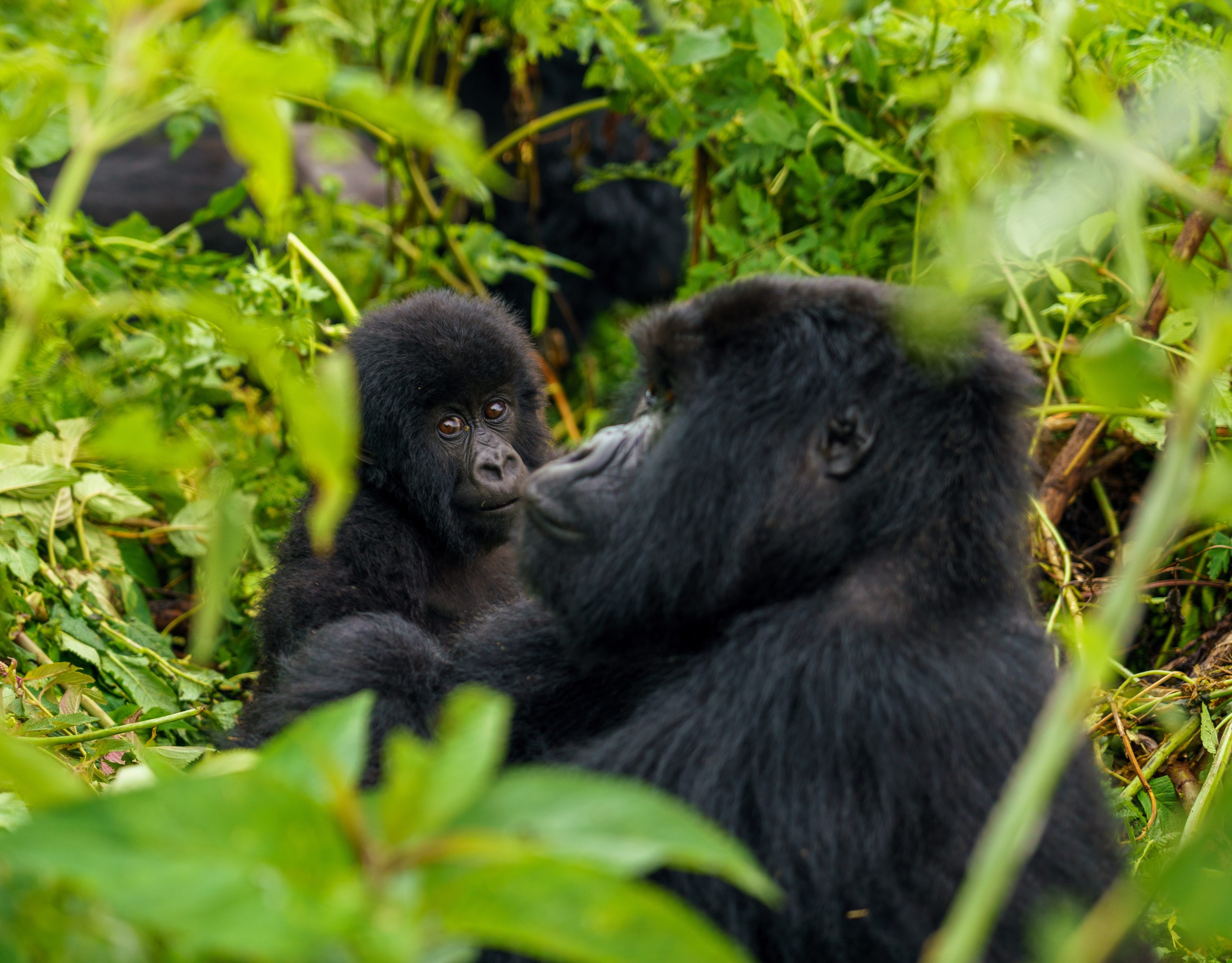Gorilla trekking in Volcanoes National Park — Rwanda