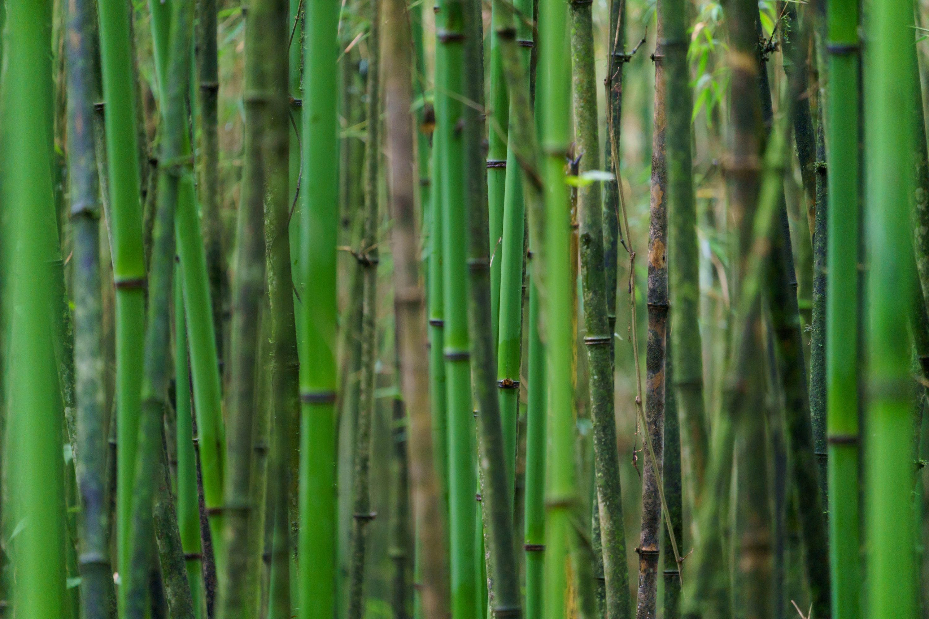 Bamboo forest at Mount Sabyinyo — Rwanda