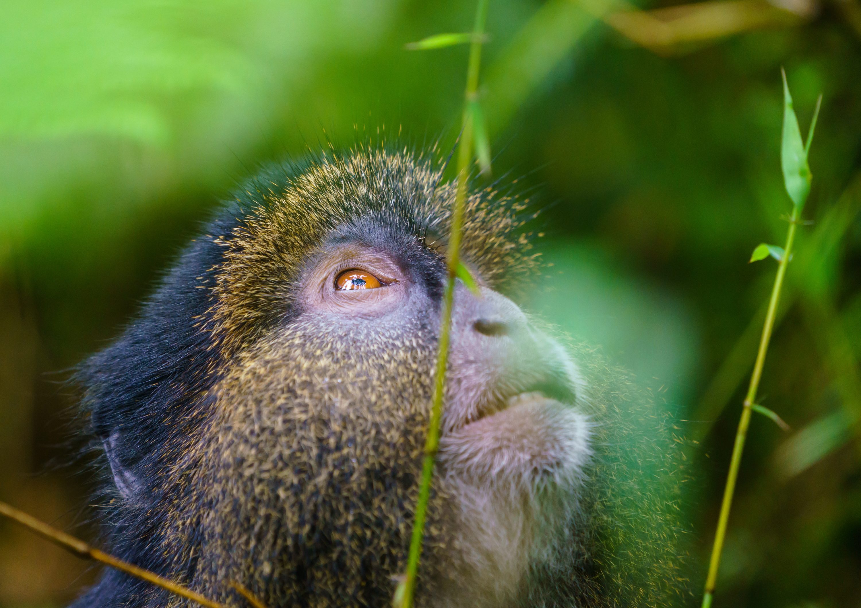 Golden monkey at Mount Sabyinyo, Rwanda