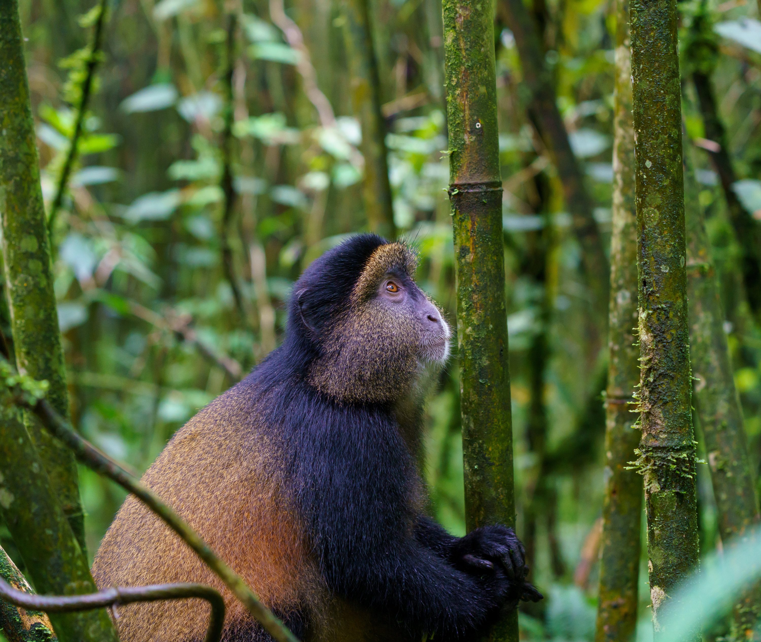Golden monkey at Mount Sabyinyo, Rwanda