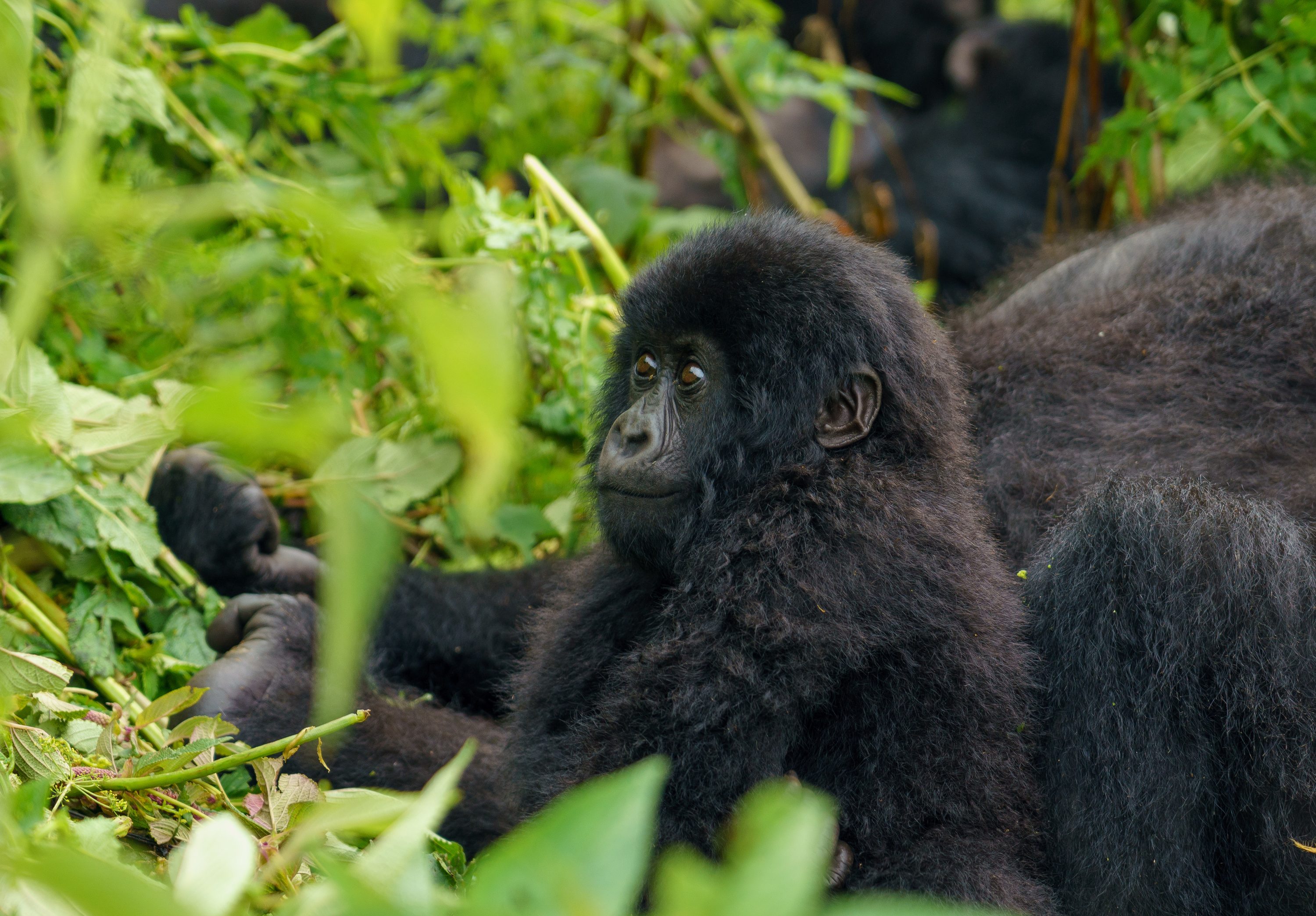 Gorilla trekking in Volcanoes National Park — Rwanda