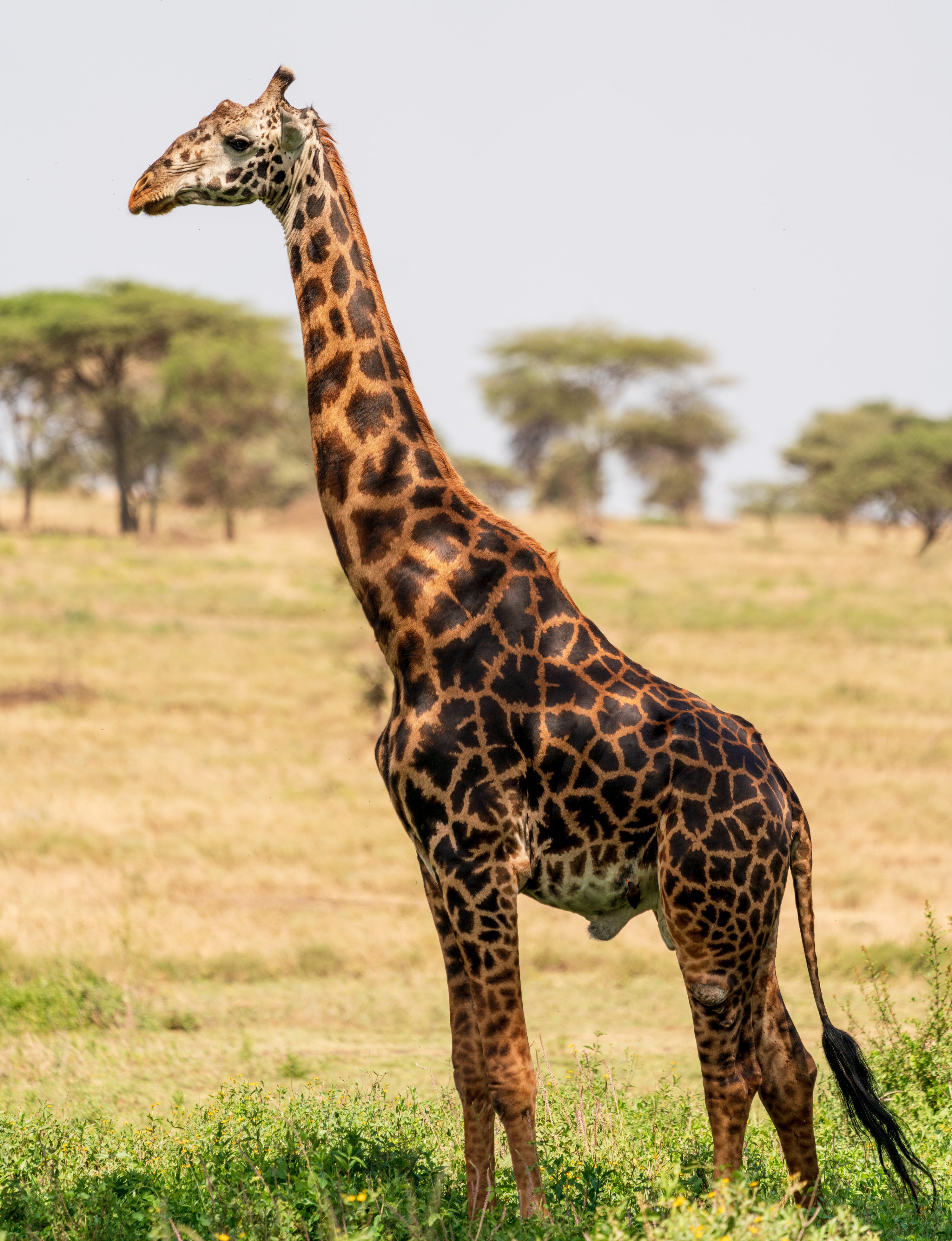 Southern Serengeti, Tanzania