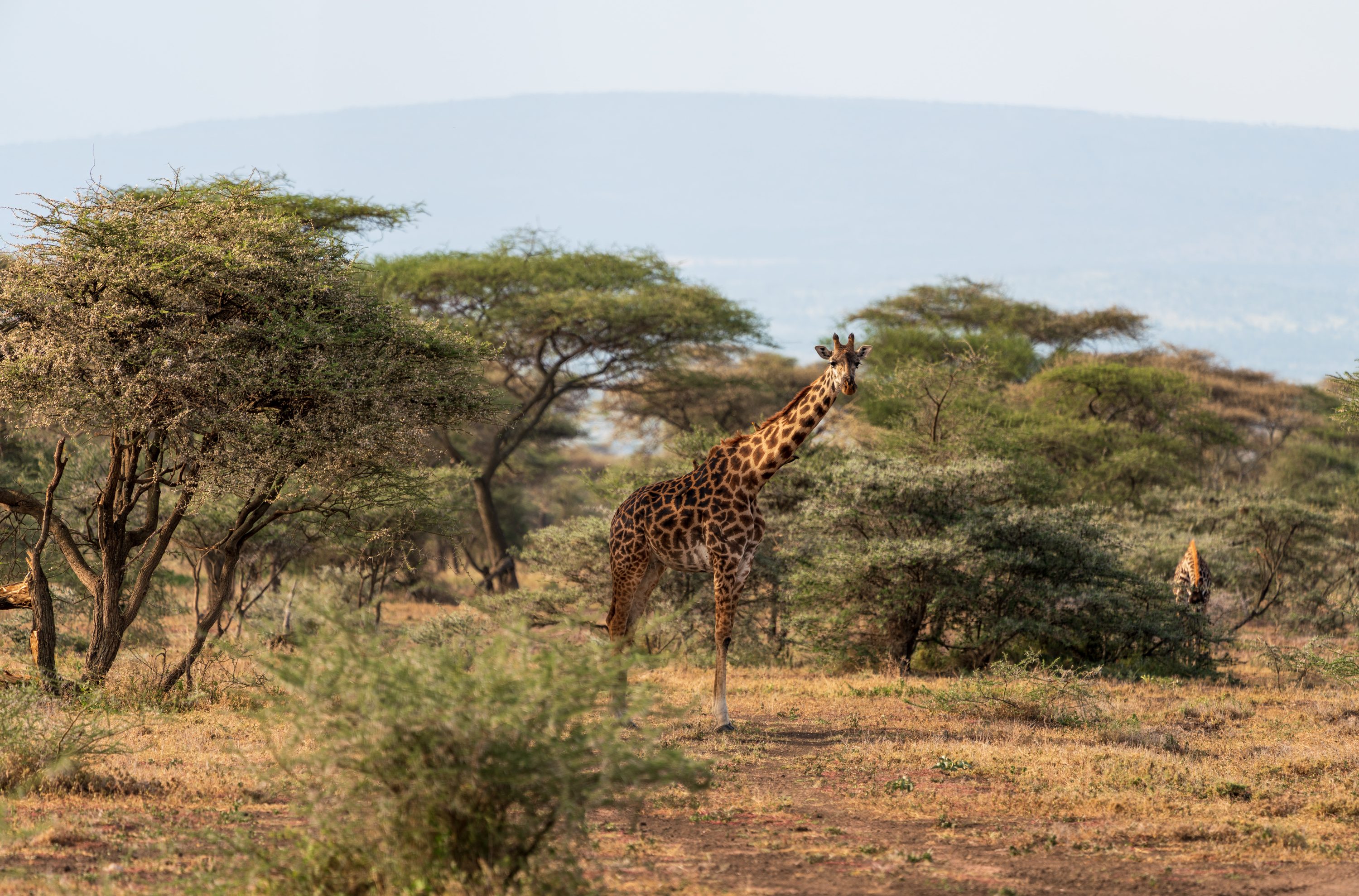 Southern Serengeti, Tanzania