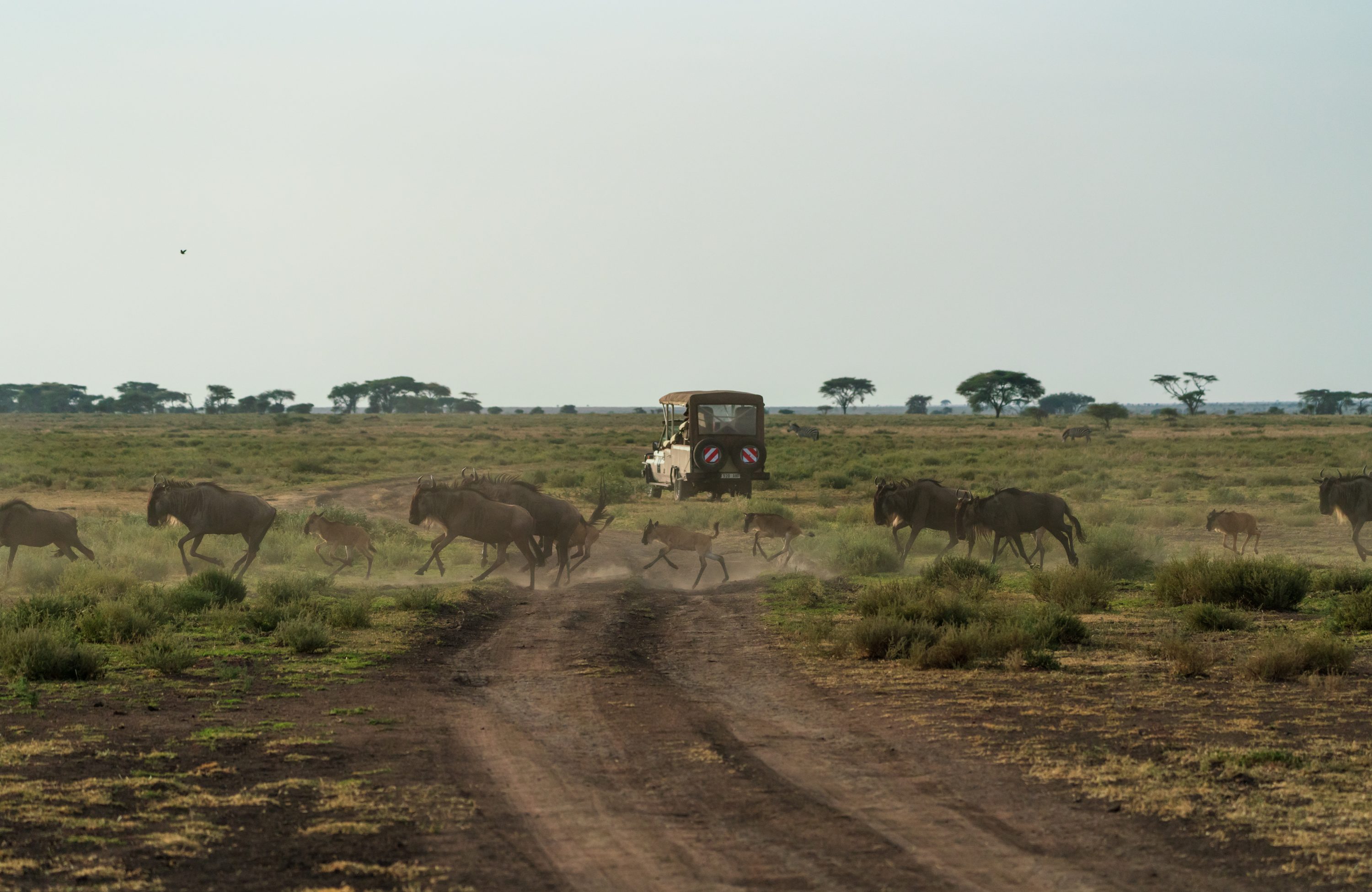 Southern Serengeti, Tanzania