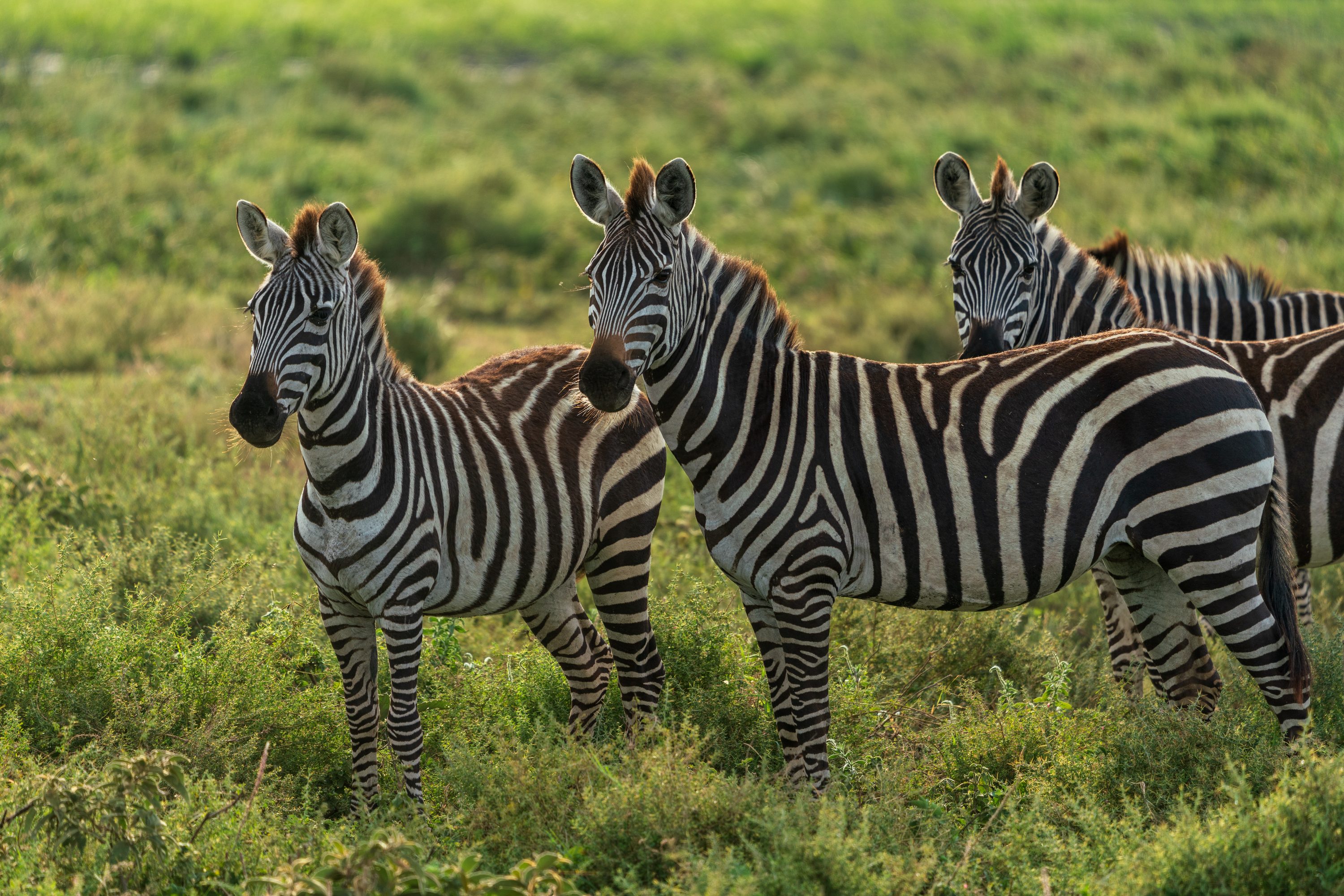 Southern Serengeti, Tanzania