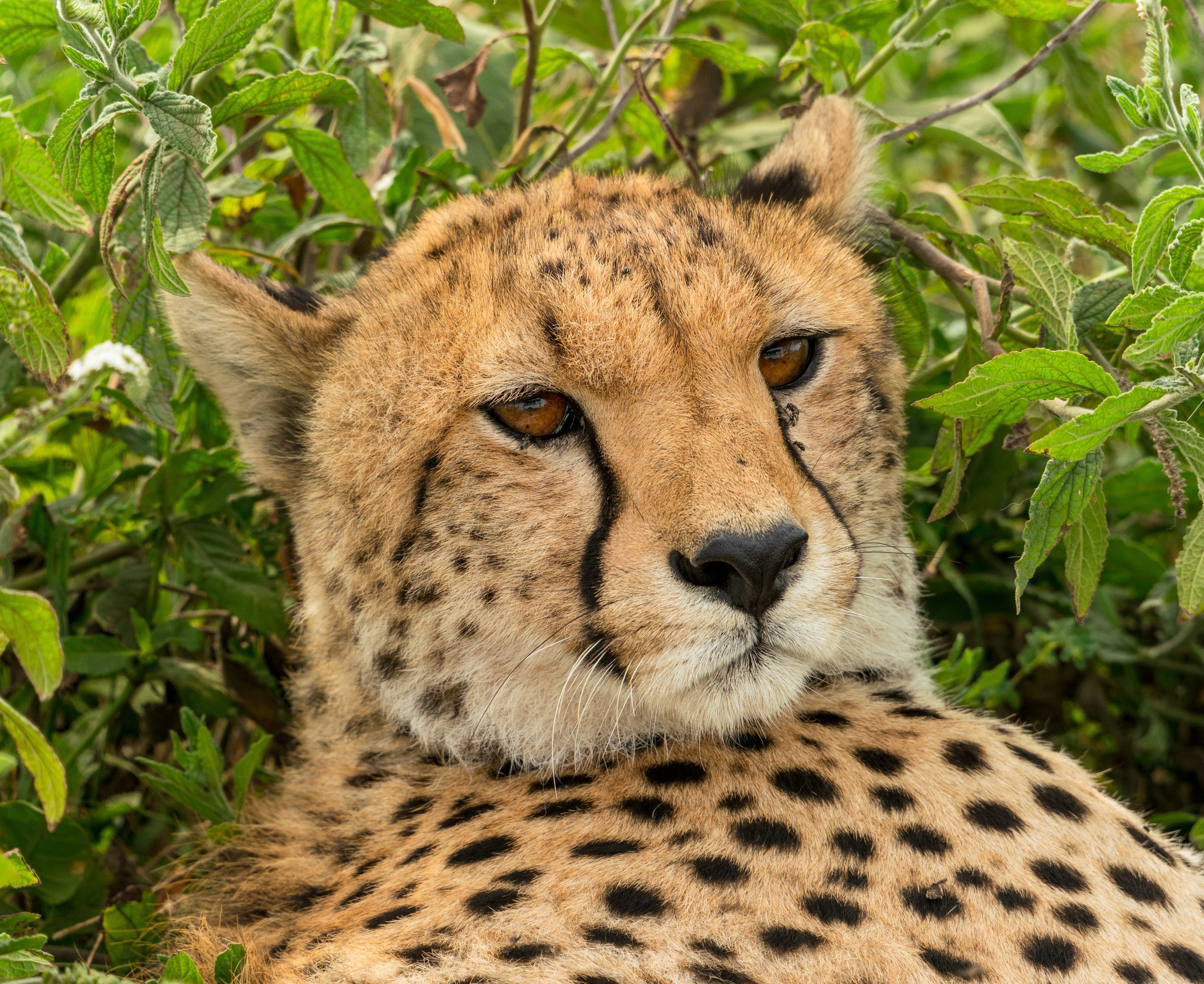 Southern Serengeti, Tanzania