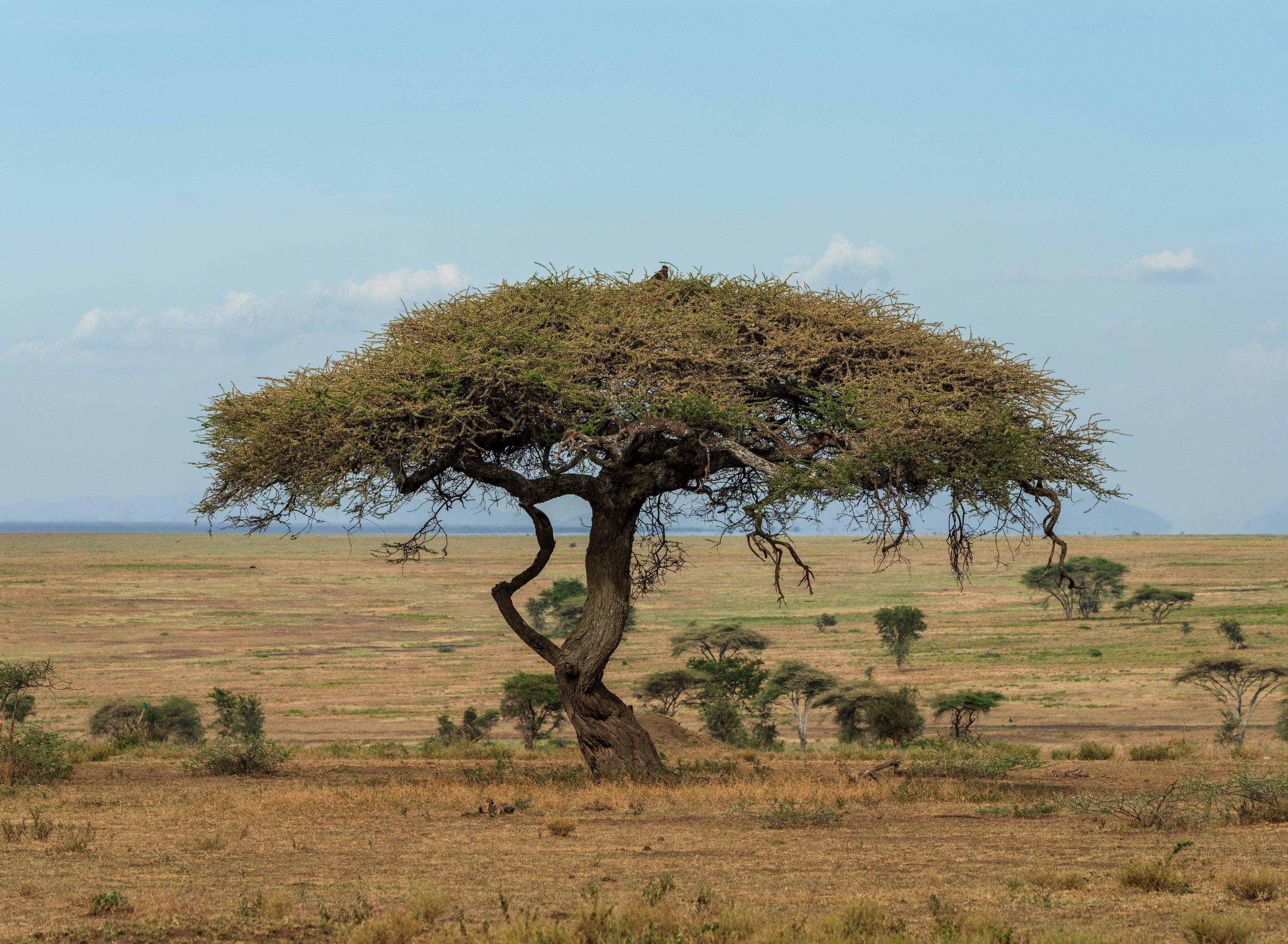 Southern Serengeti, Tanzania