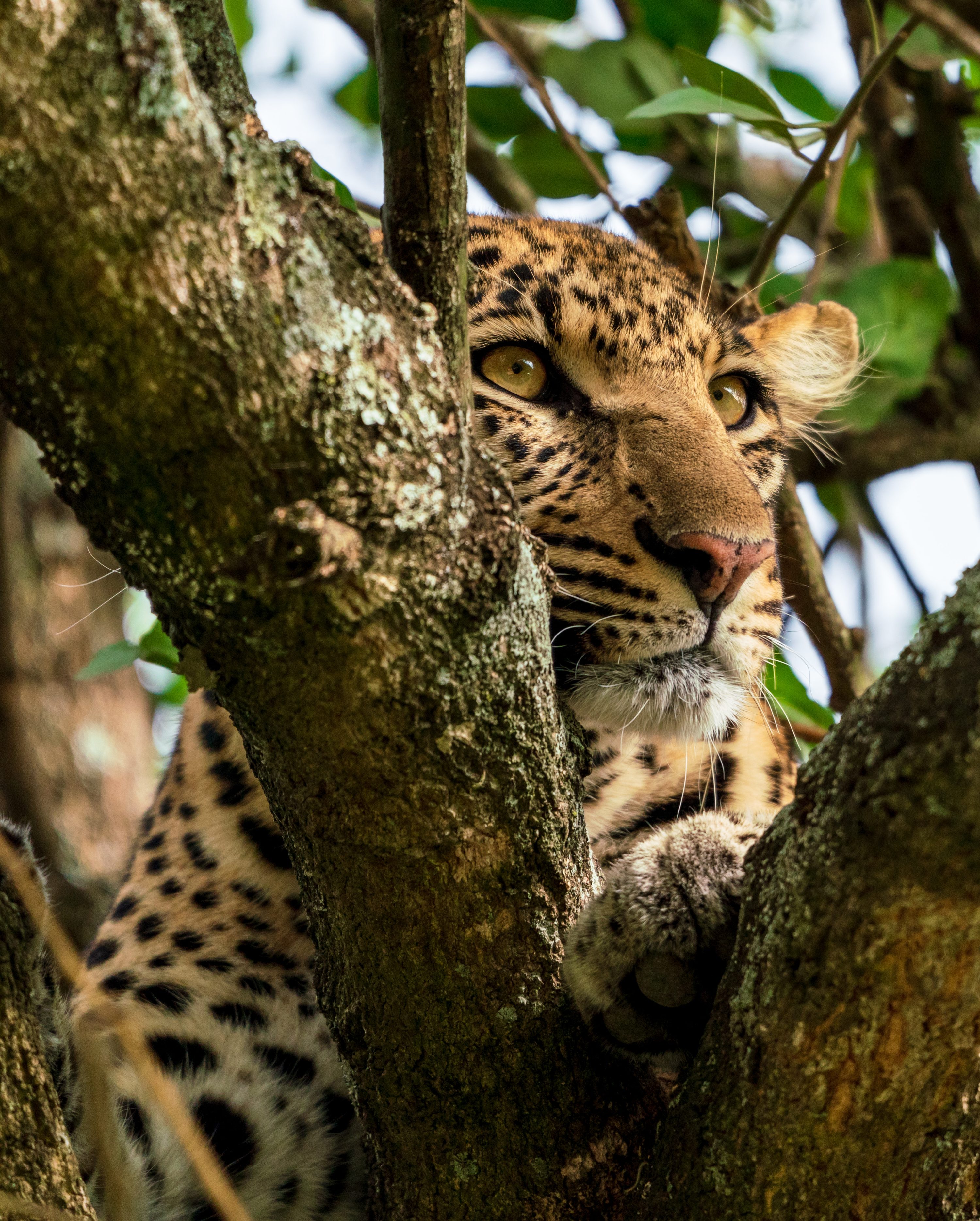 Southern Serengeti, Tanzania