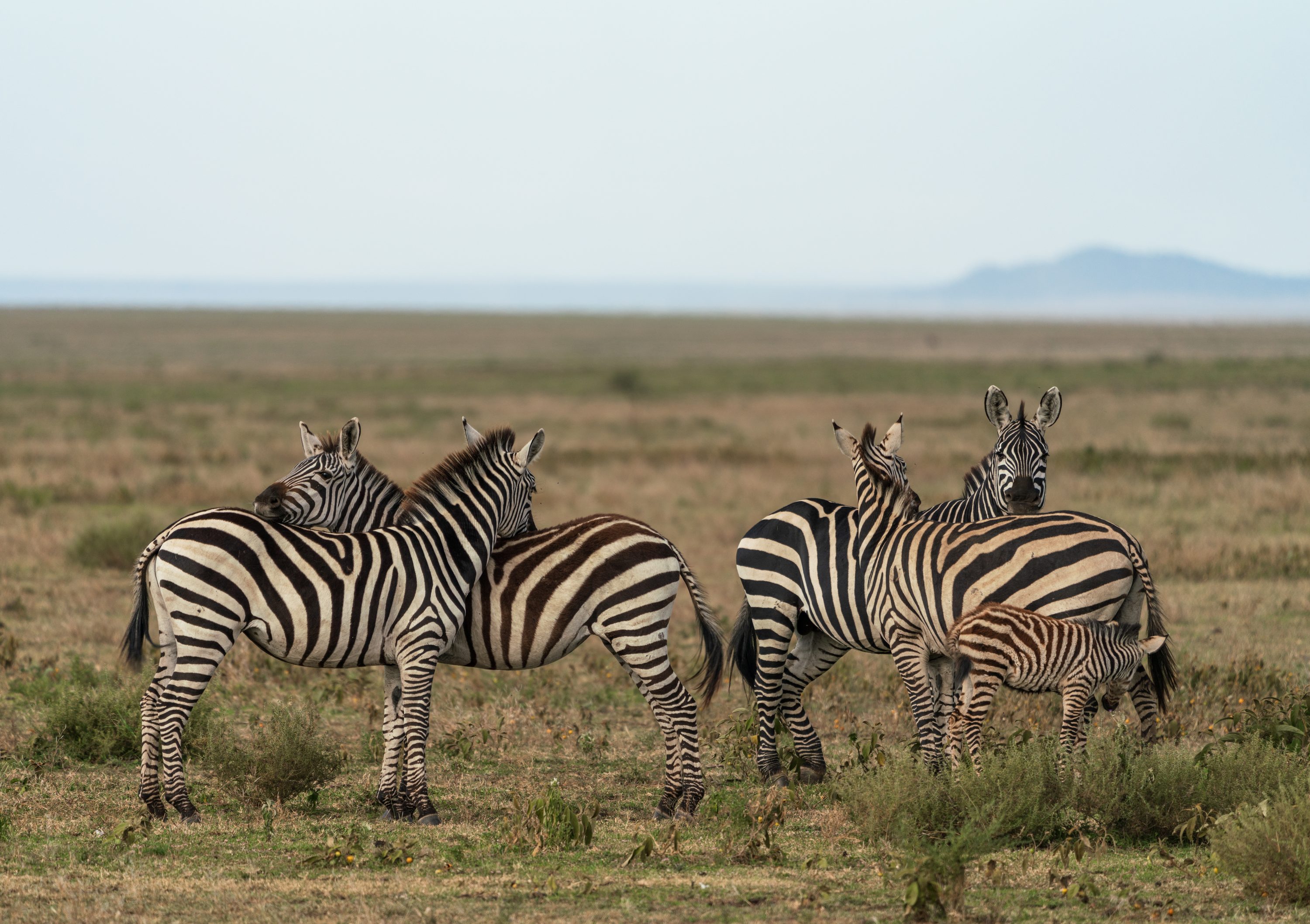Southern Serengeti, Tanzania