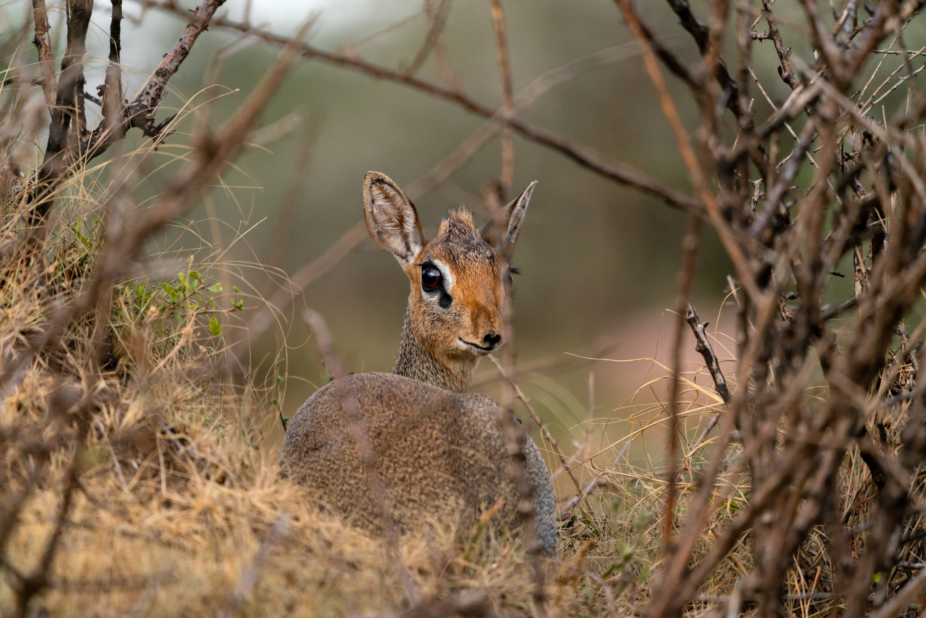 Southern Serengeti, Tanzania