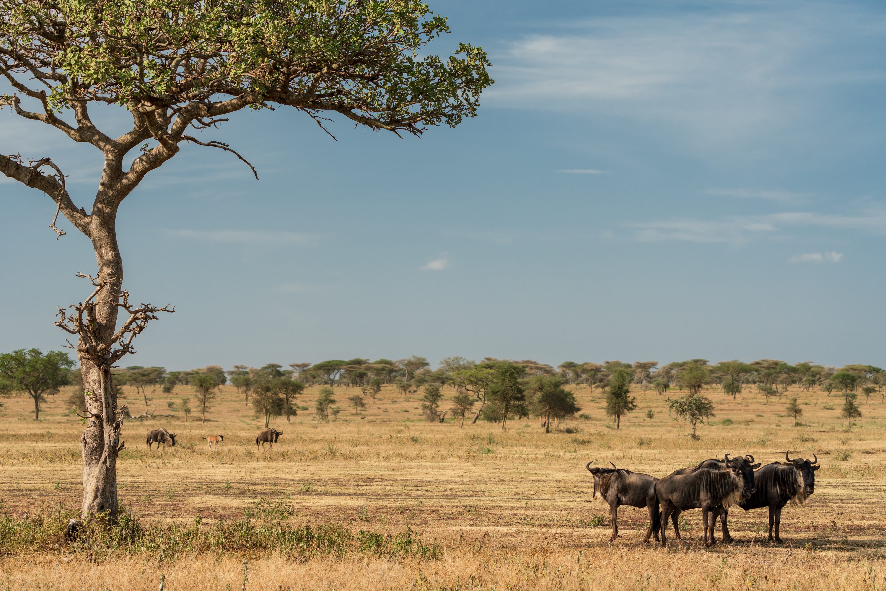 Southern Serengeti, Tanzania