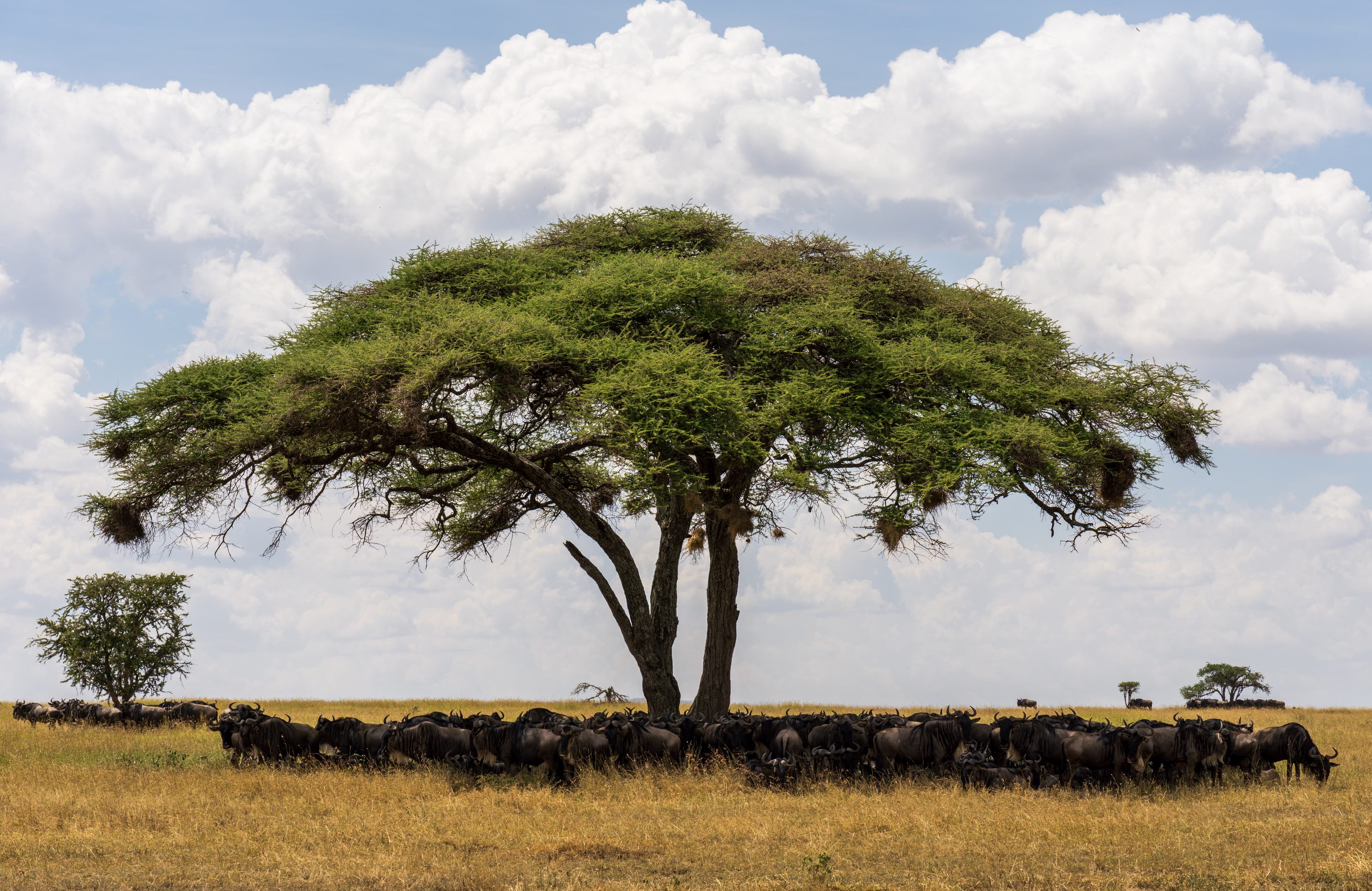 Southern Serengeti, Tanzania