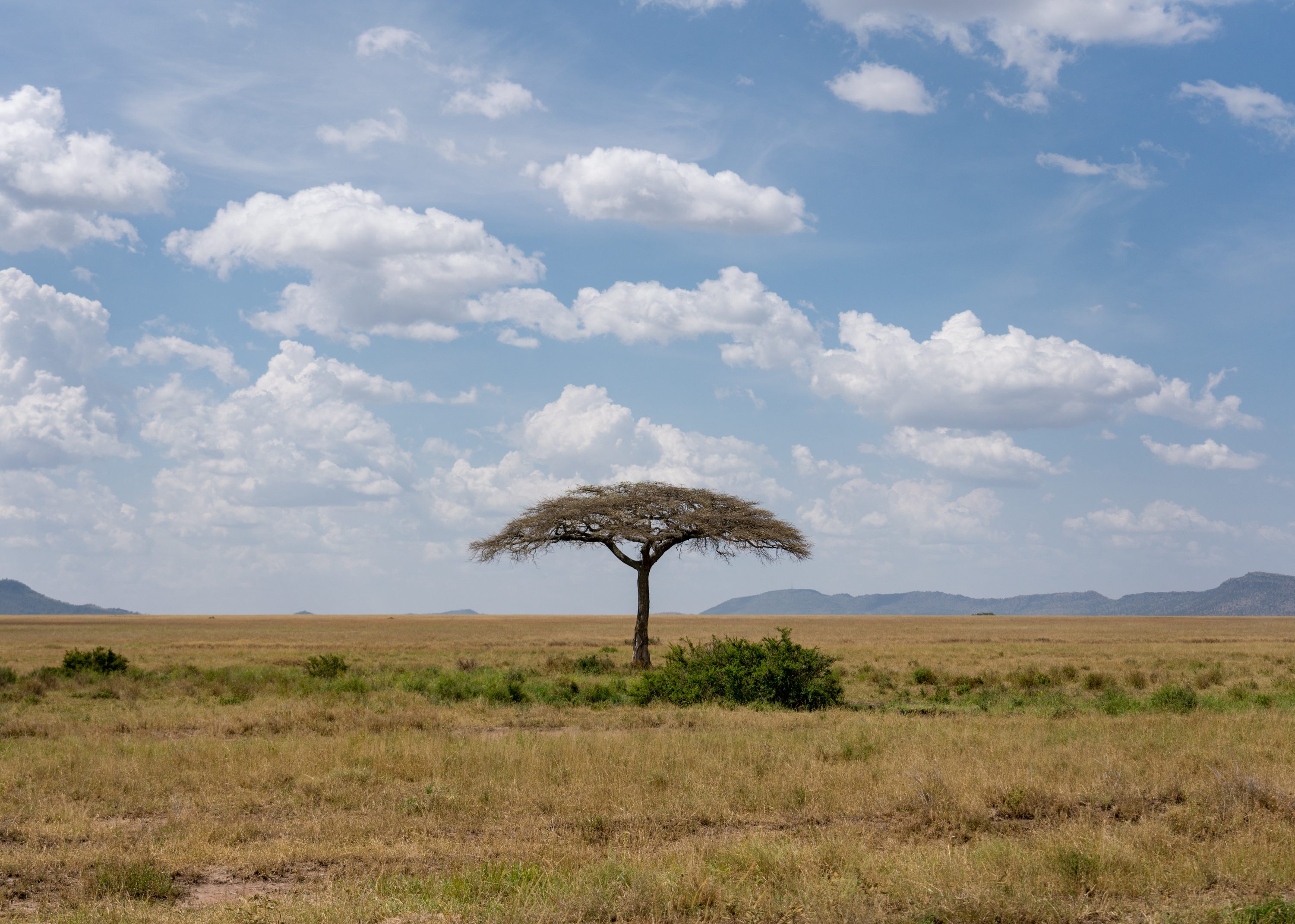 Southern Serengeti, Tanzania