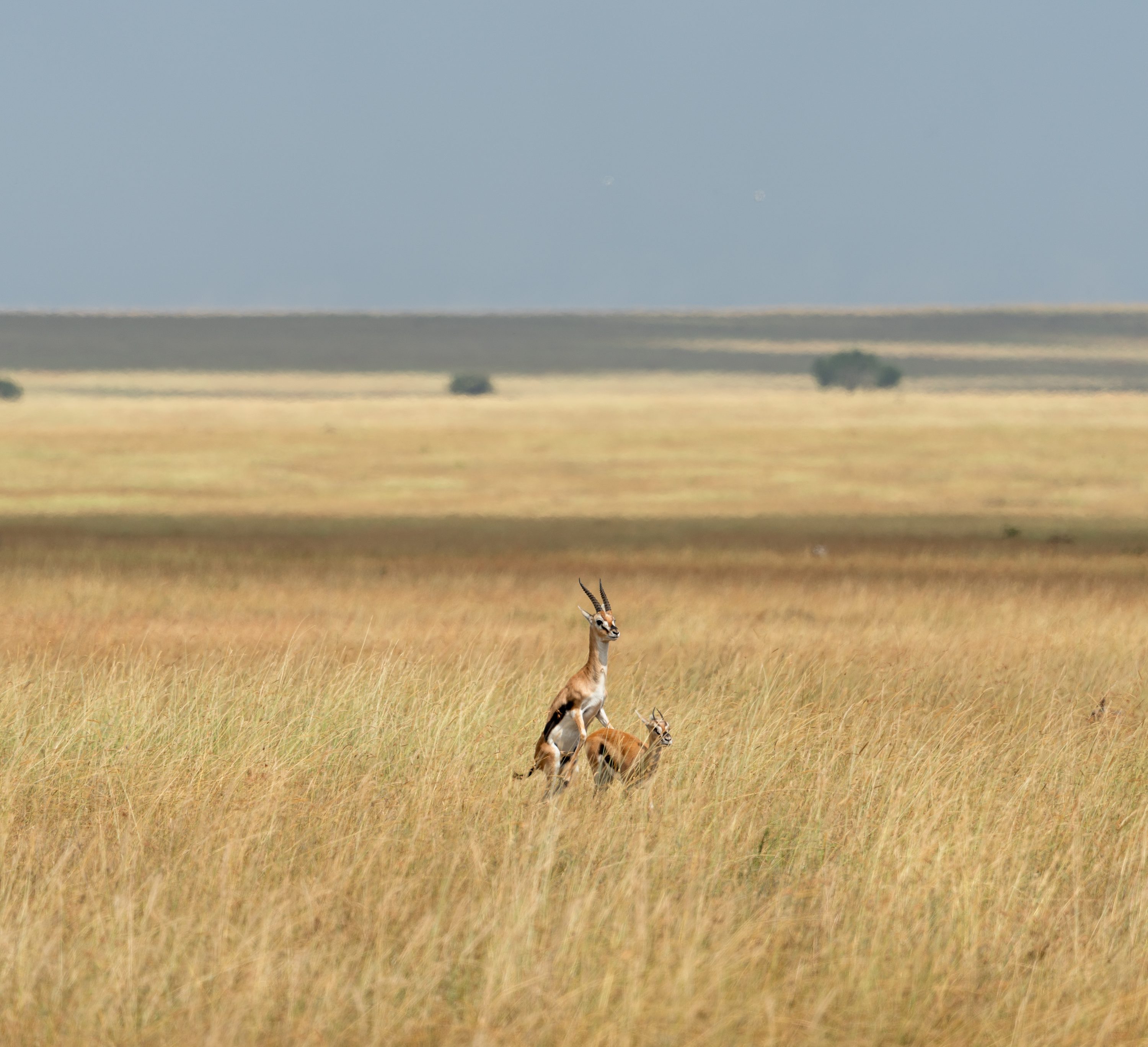 Southern Serengeti, Tanzania
