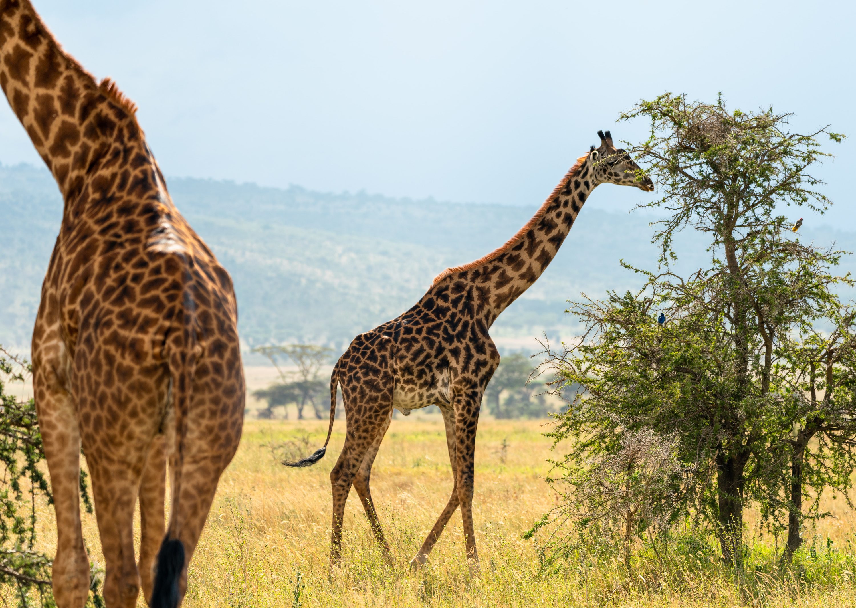 Southern Serengeti, Tanzania