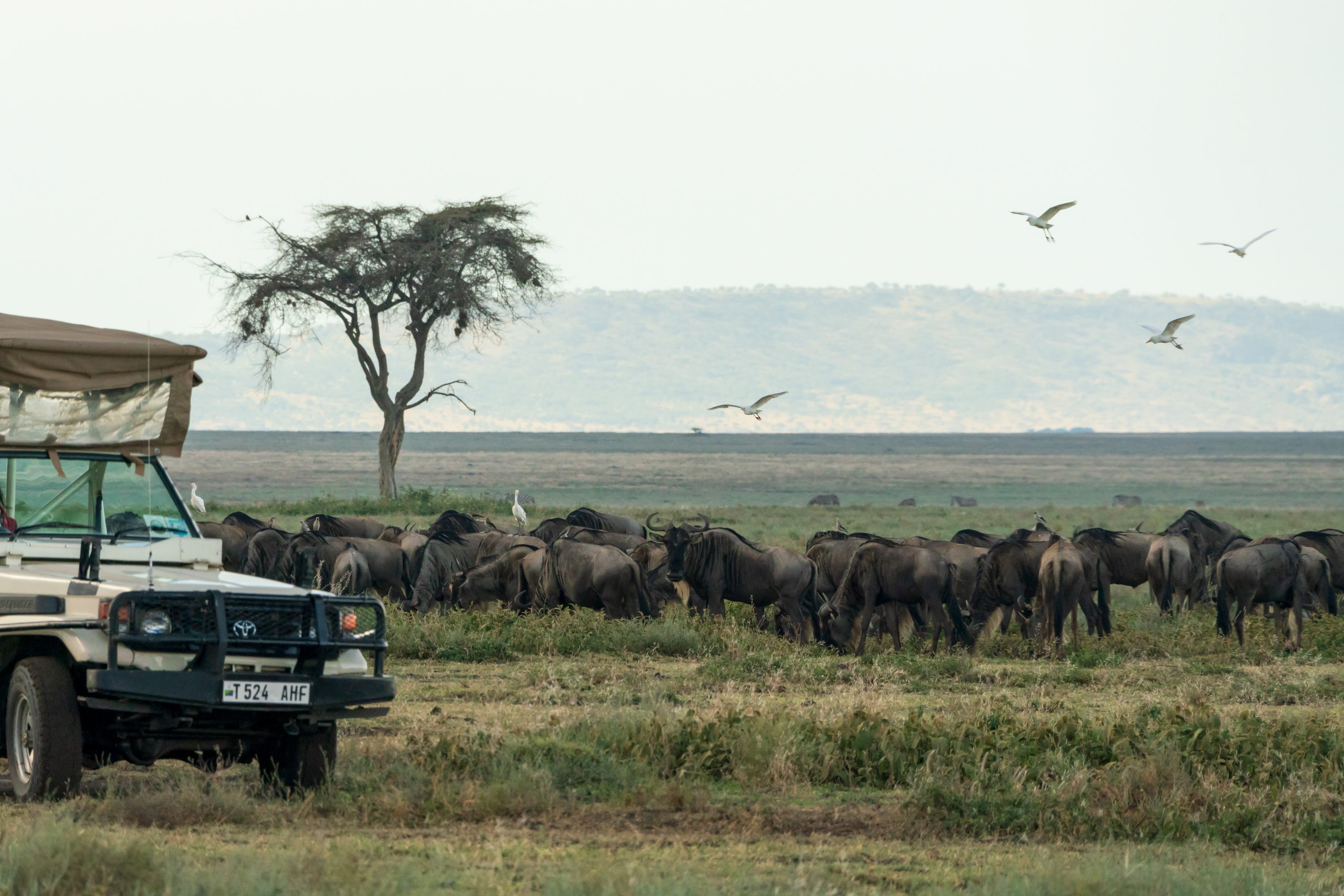 Southern Serengeti, Tanzania