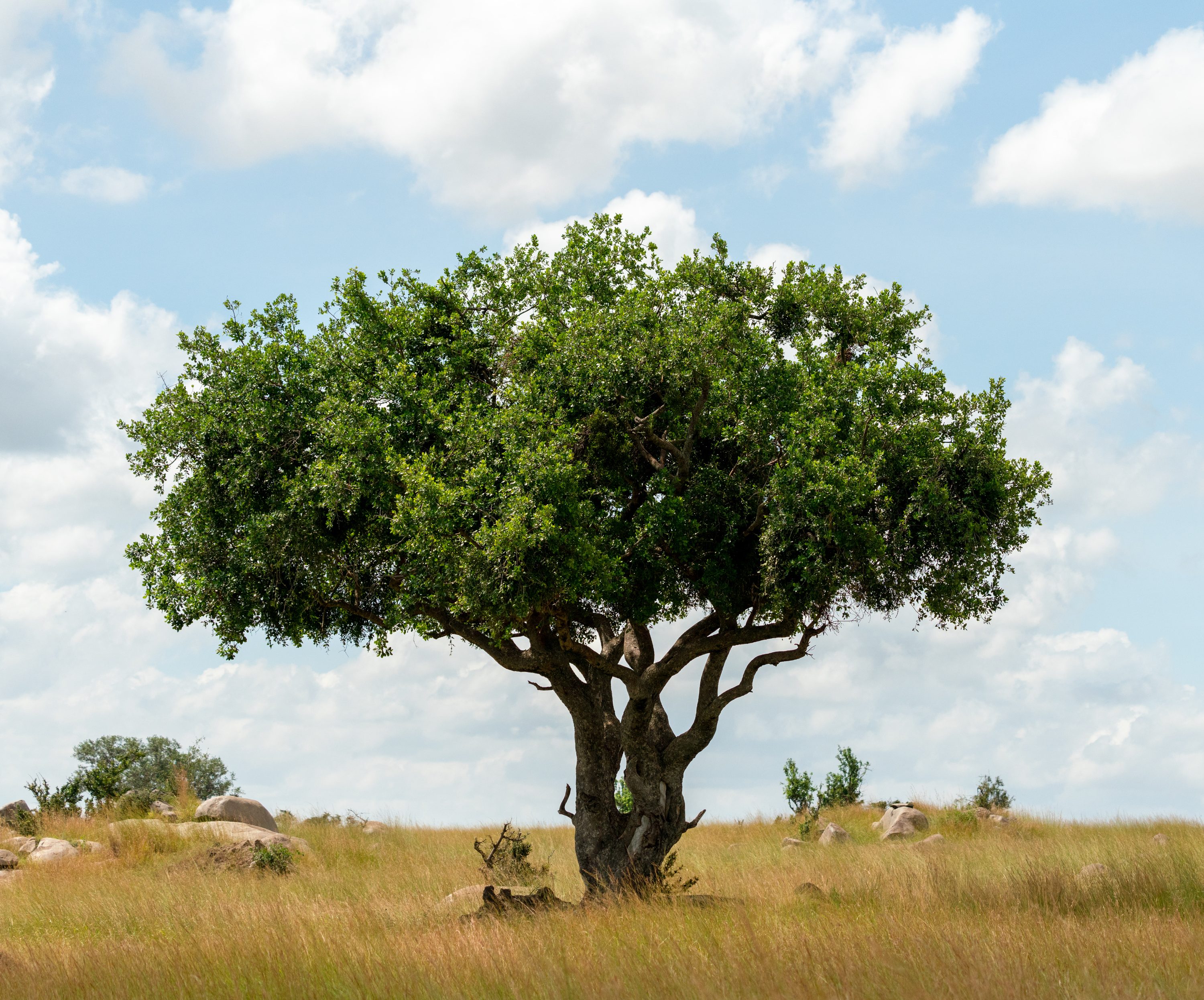 Northern Serengeti, Tanzania