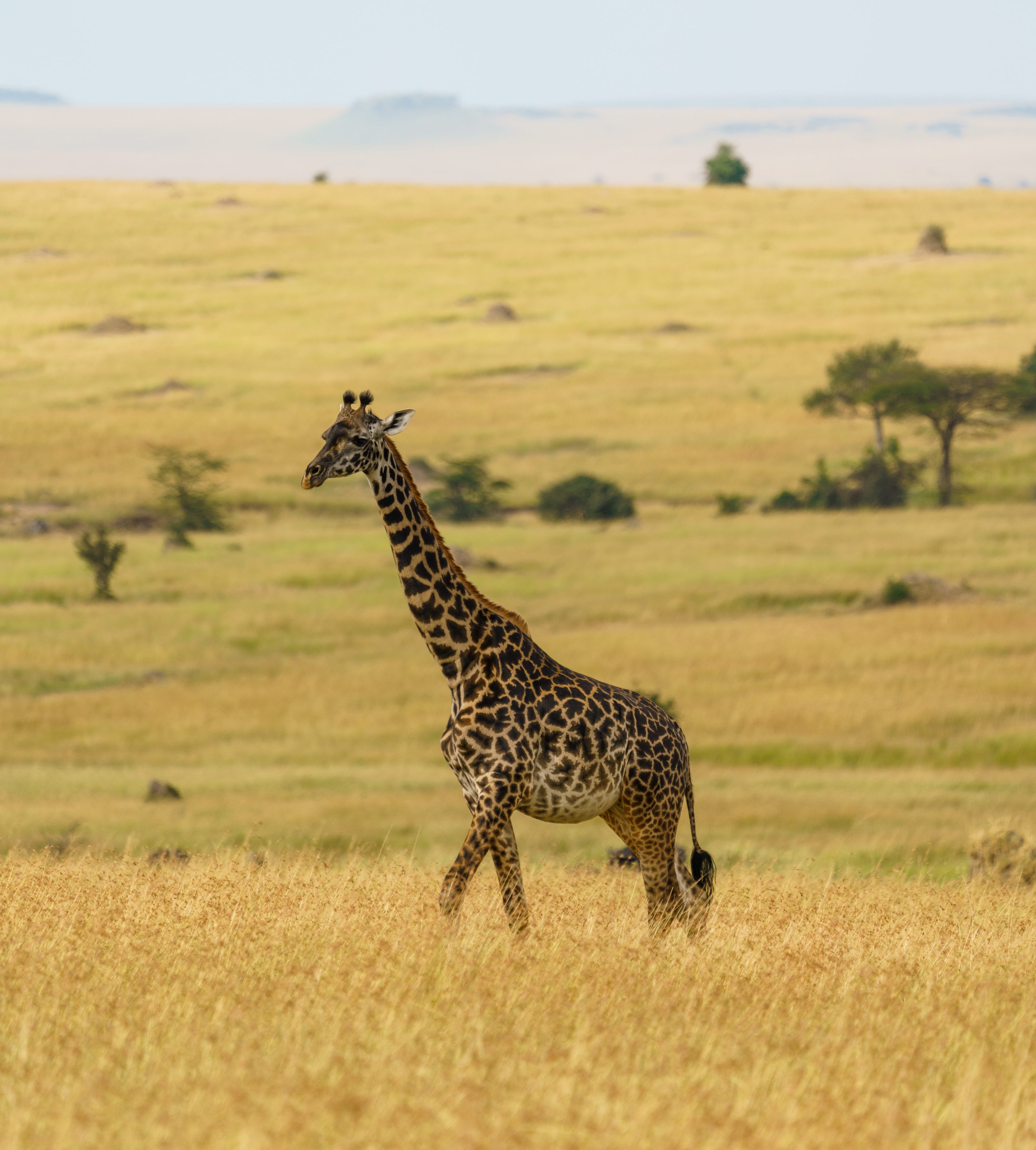 Northern Serengeti, Tanzania
