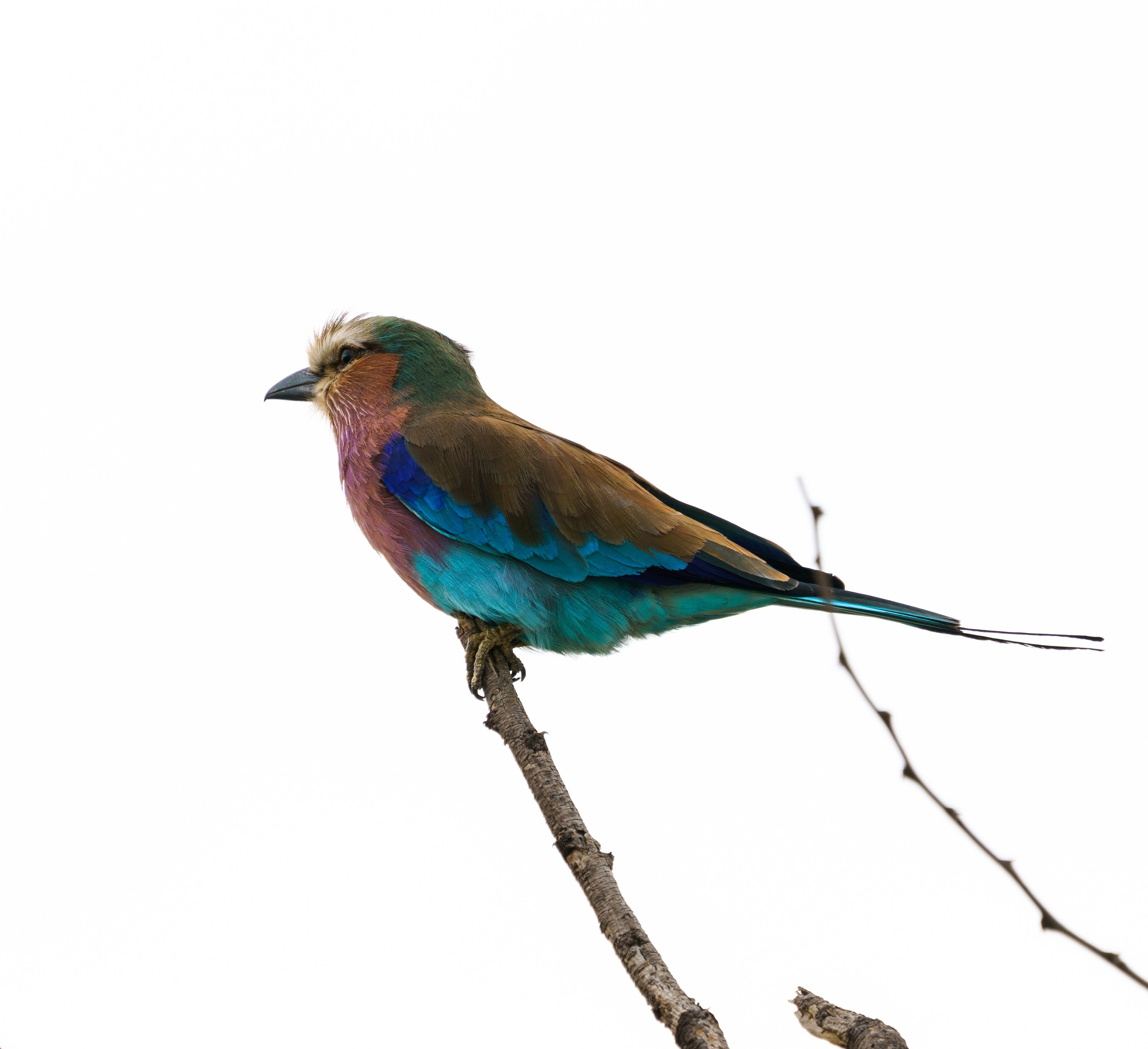 Northern Serengeti, Tanzania