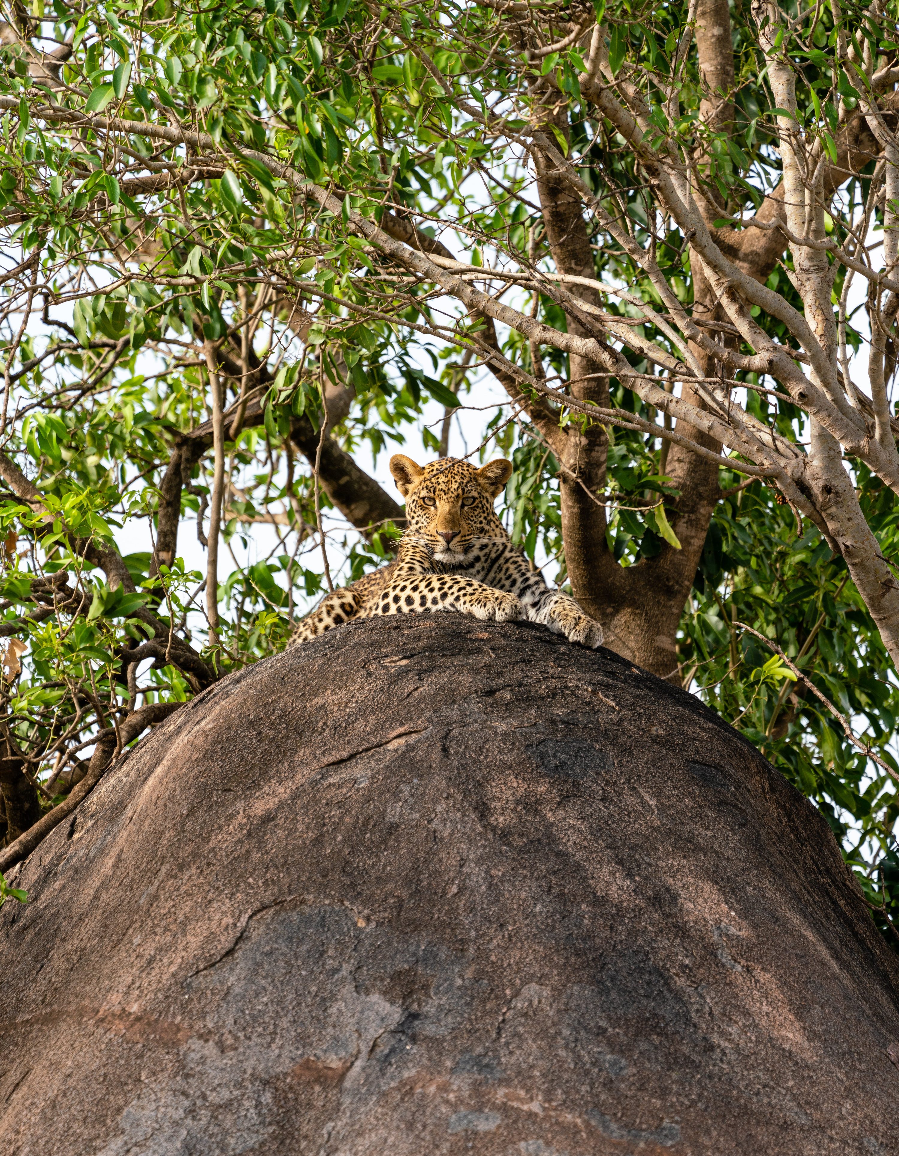 Northern Serengeti, Tanzania