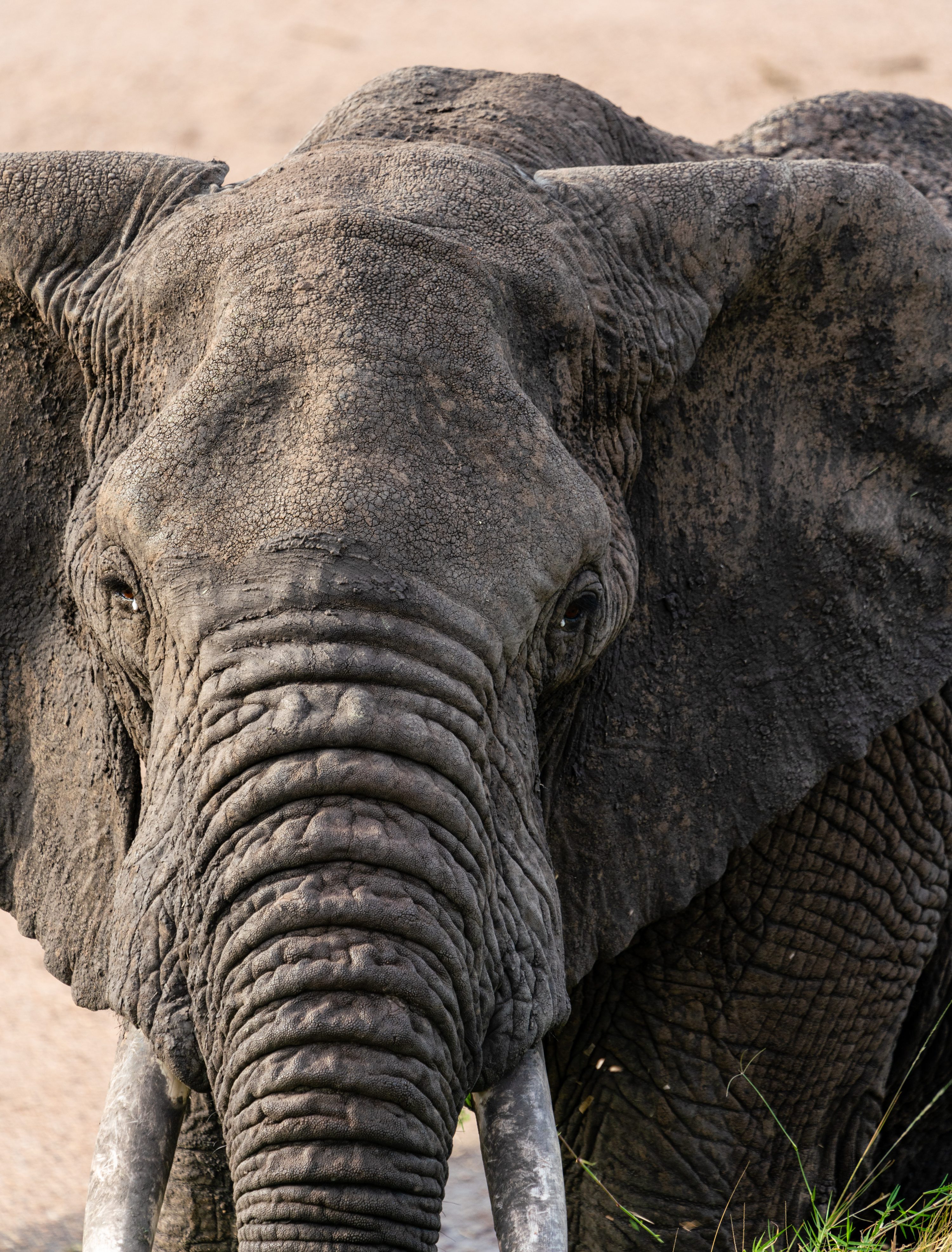 Northern Serengeti, Tanzania