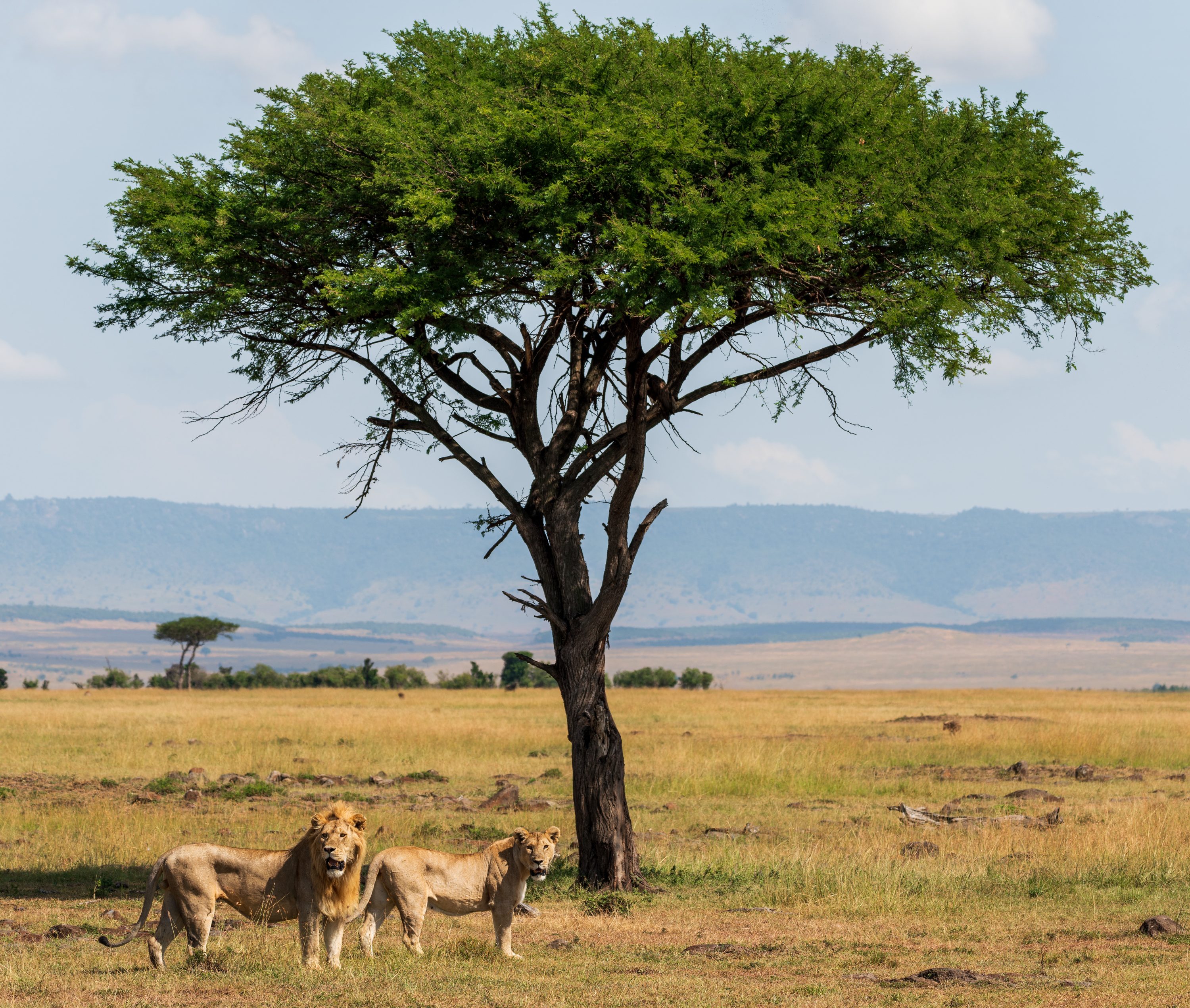 Northern Serengeti, Tanzania