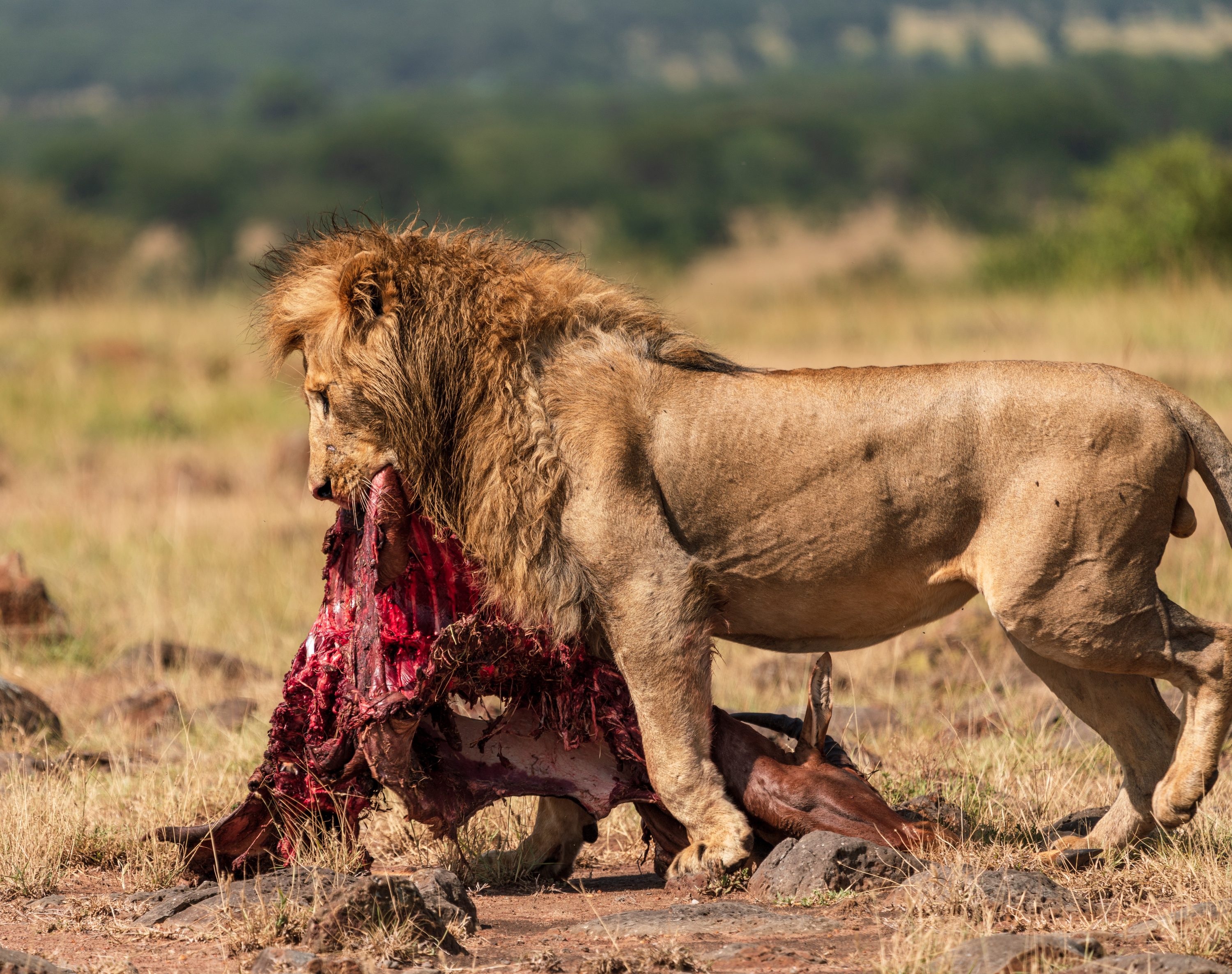 Northern Serengeti, Tanzania