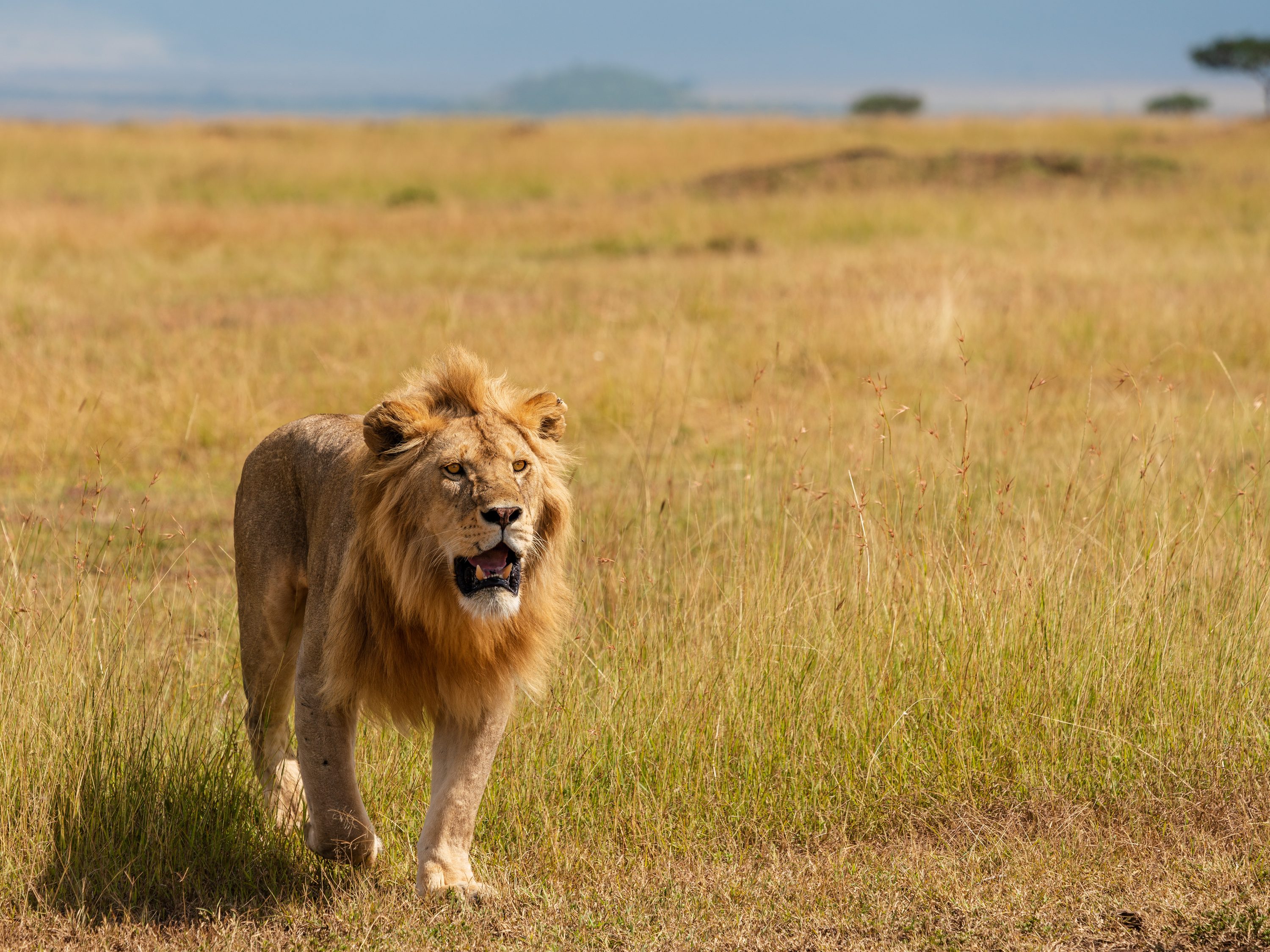 Northern Serengeti, Tanzania