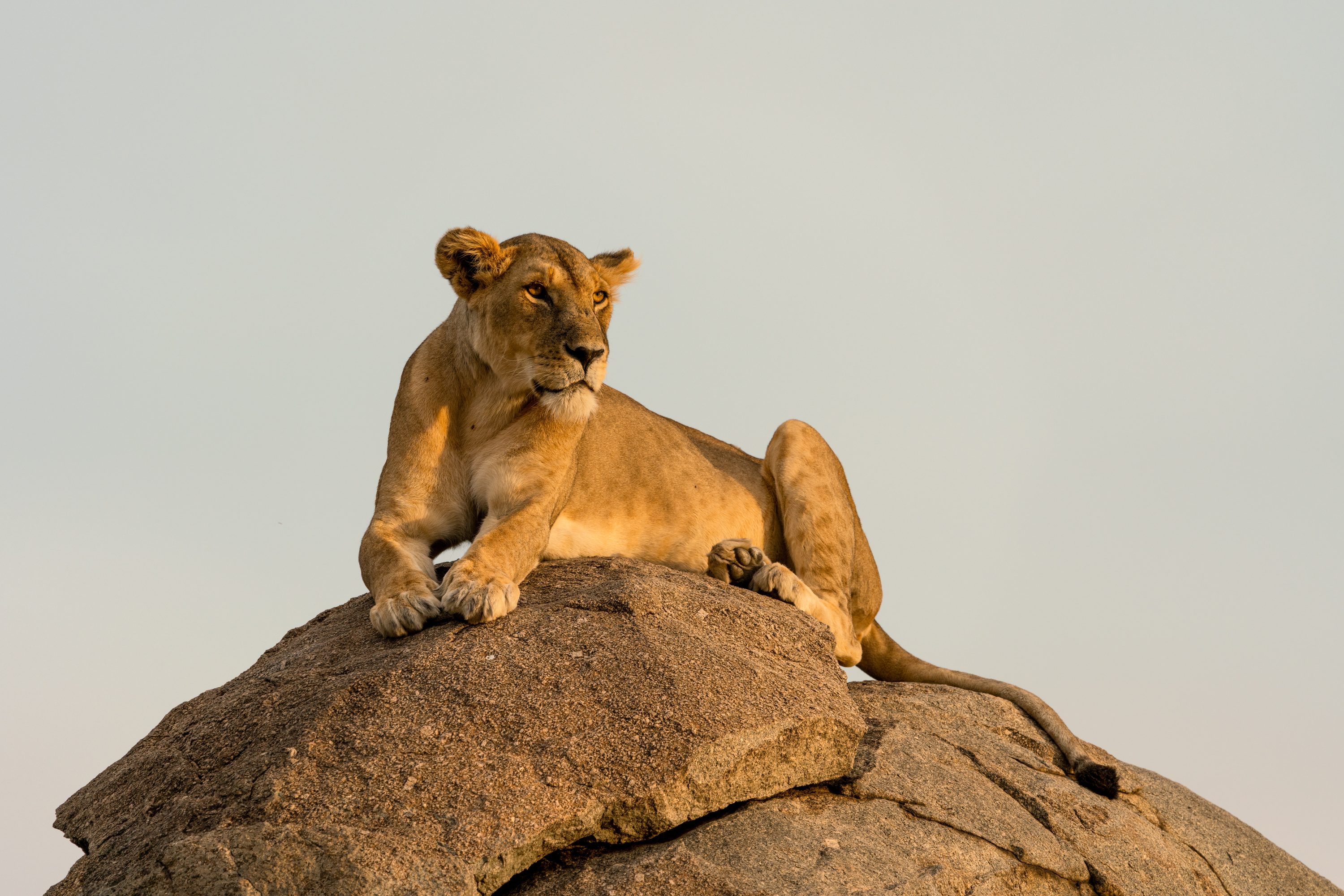 Northern Serengeti, Tanzania