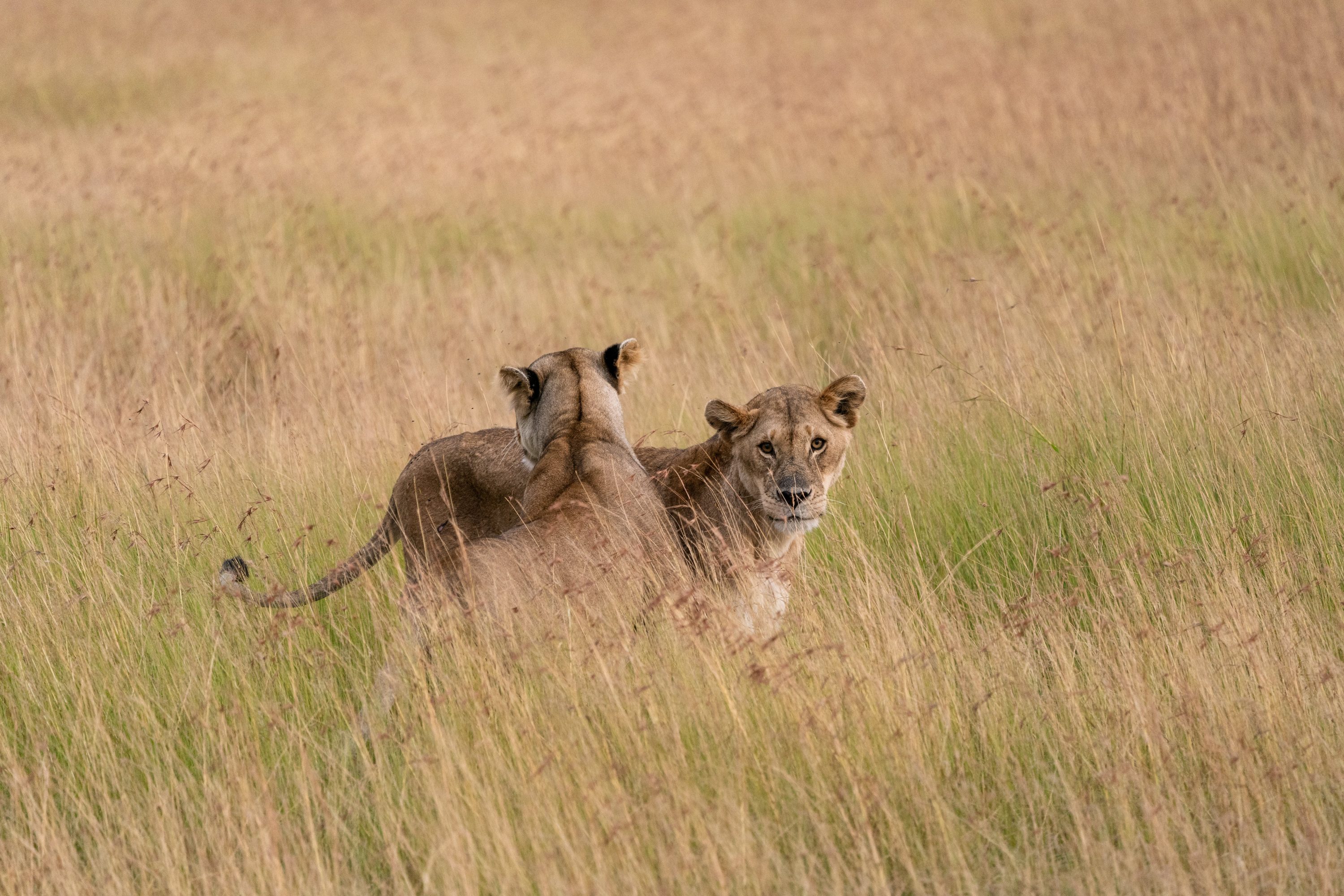 Northern Serengeti, Tanzania