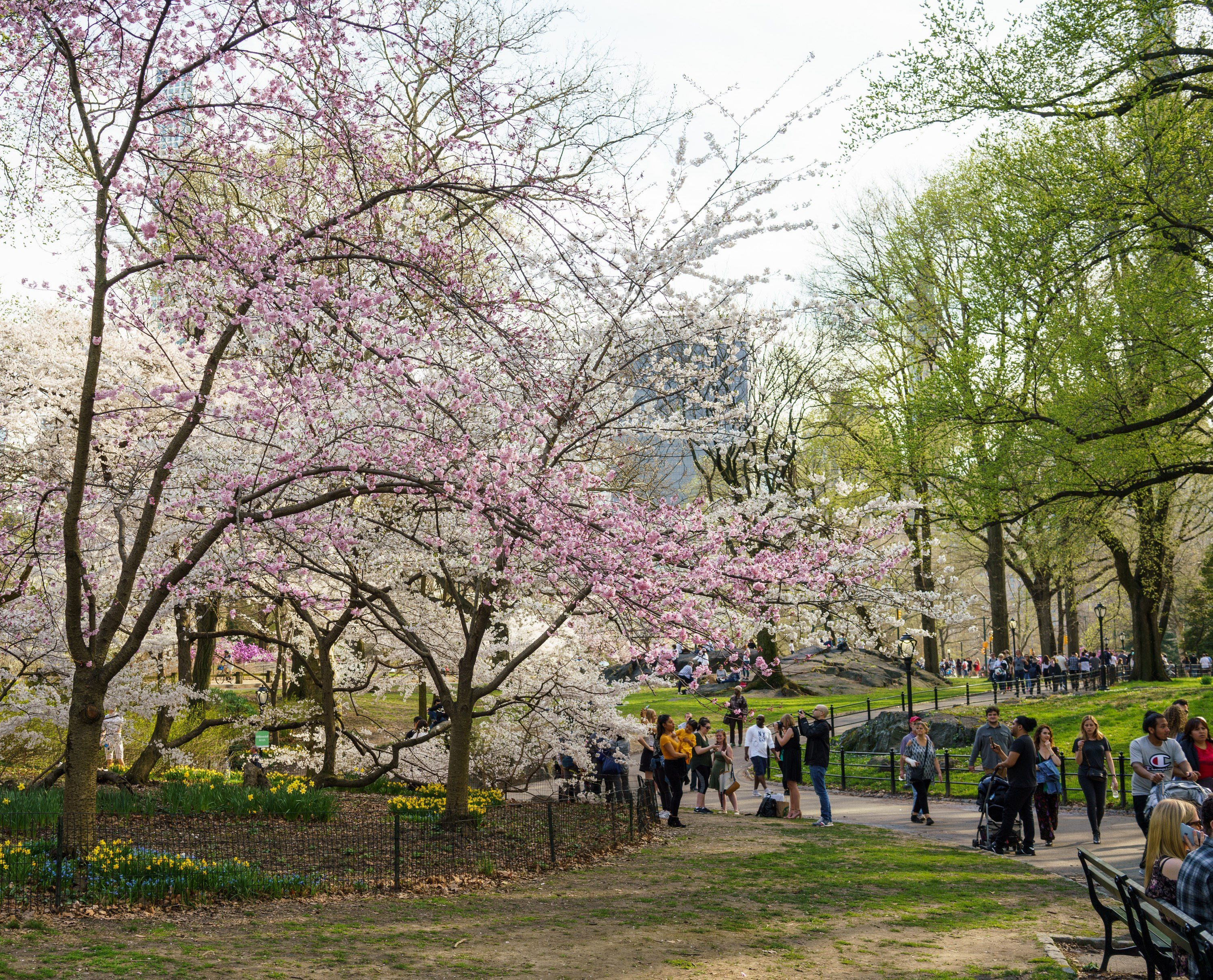 Central Park — New York City