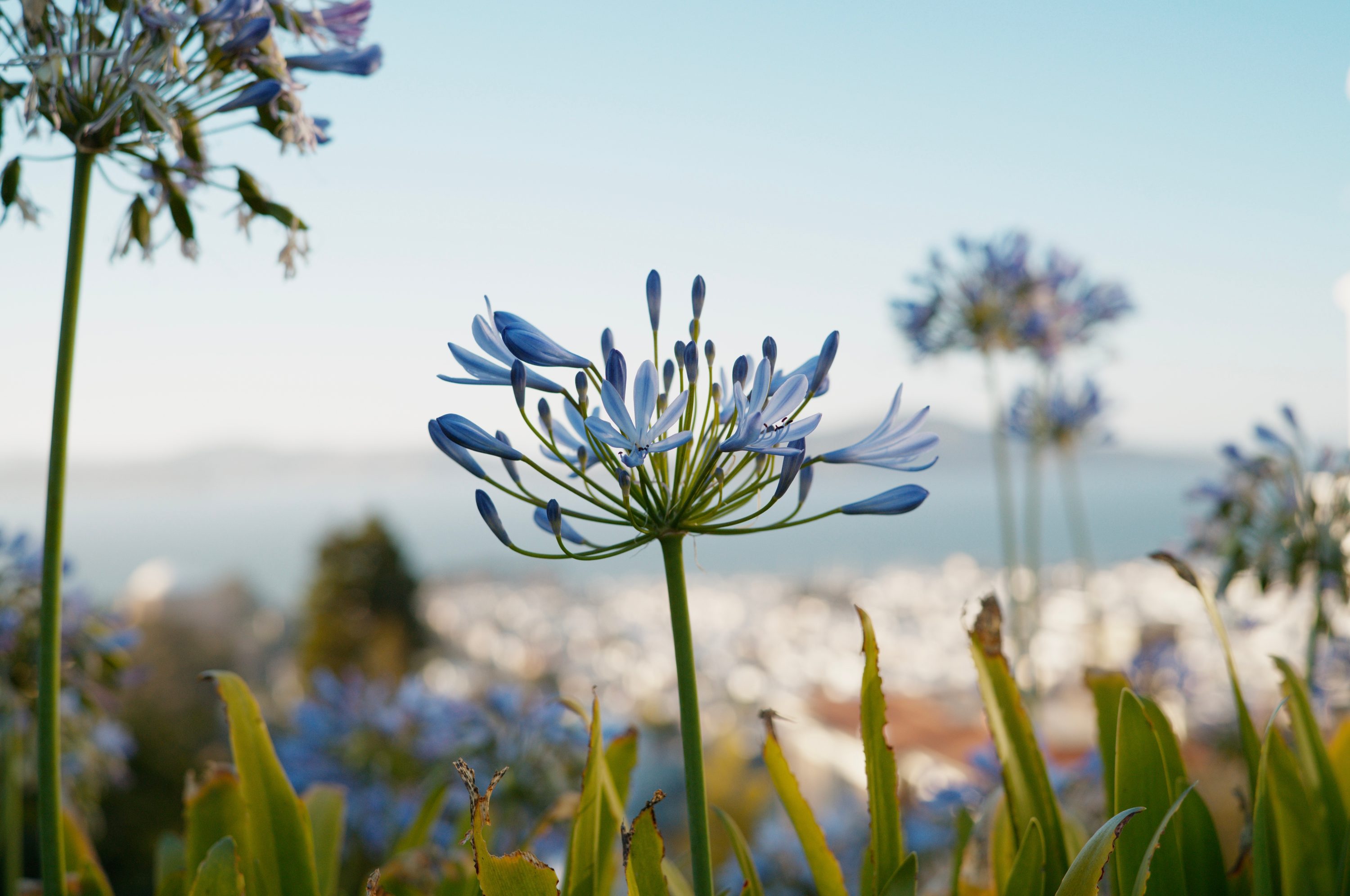 San Francisco, CA