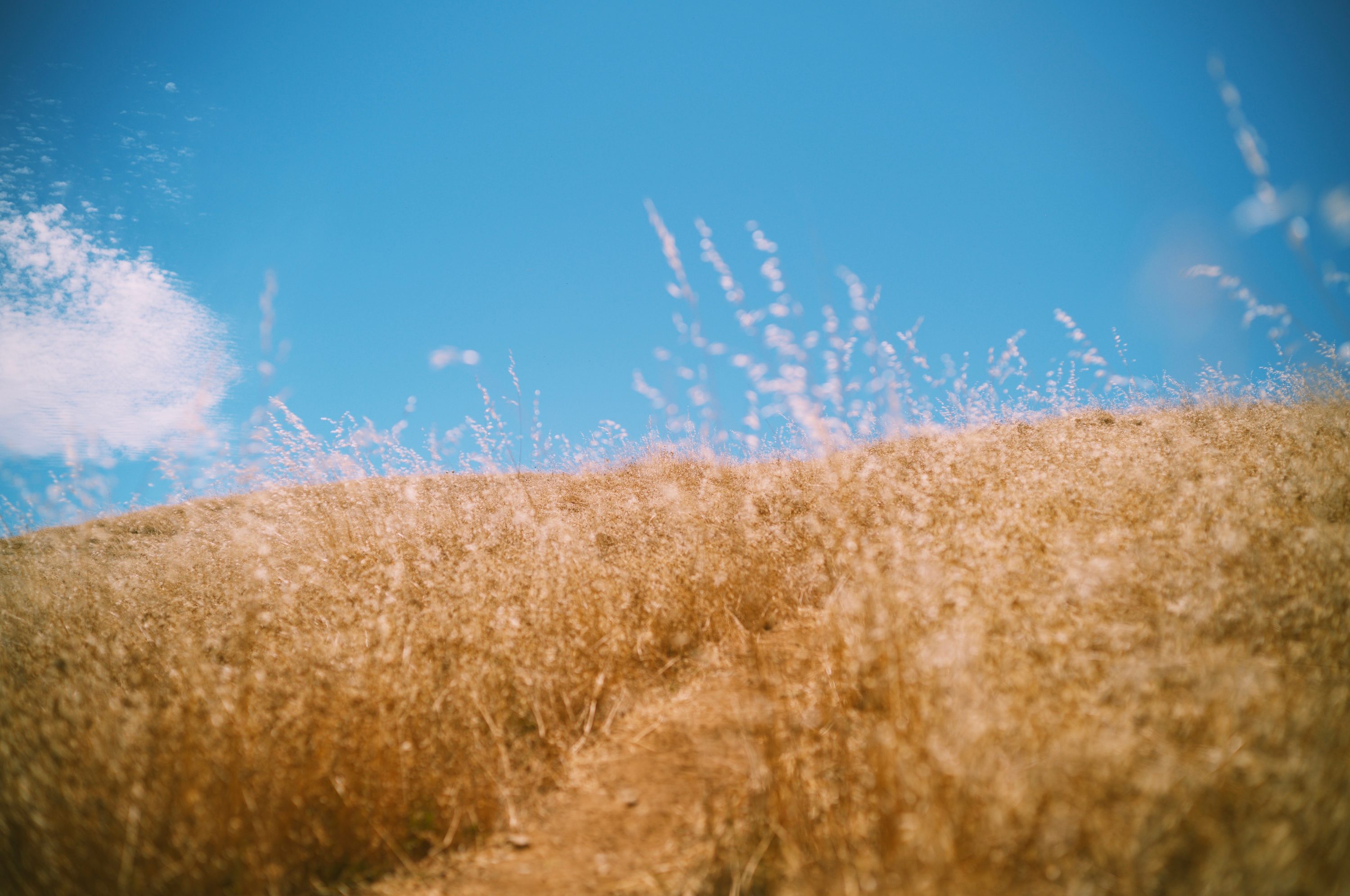 Mt Tamalpais, Marin, CA